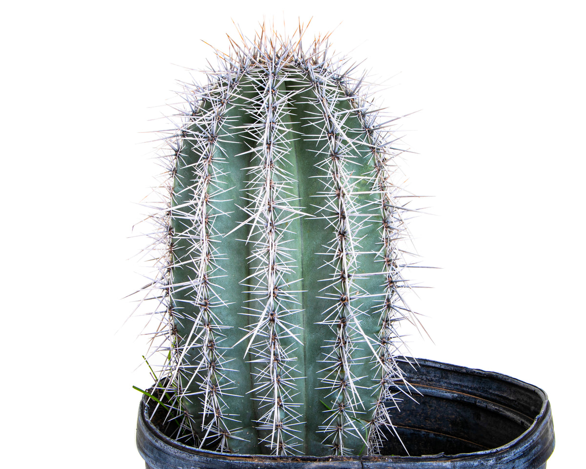 Large and Tall Saguaro Cactus Carnegia Gigantea Cactus Plant for Sale Online in a 5gal Cactus Nursery Pot