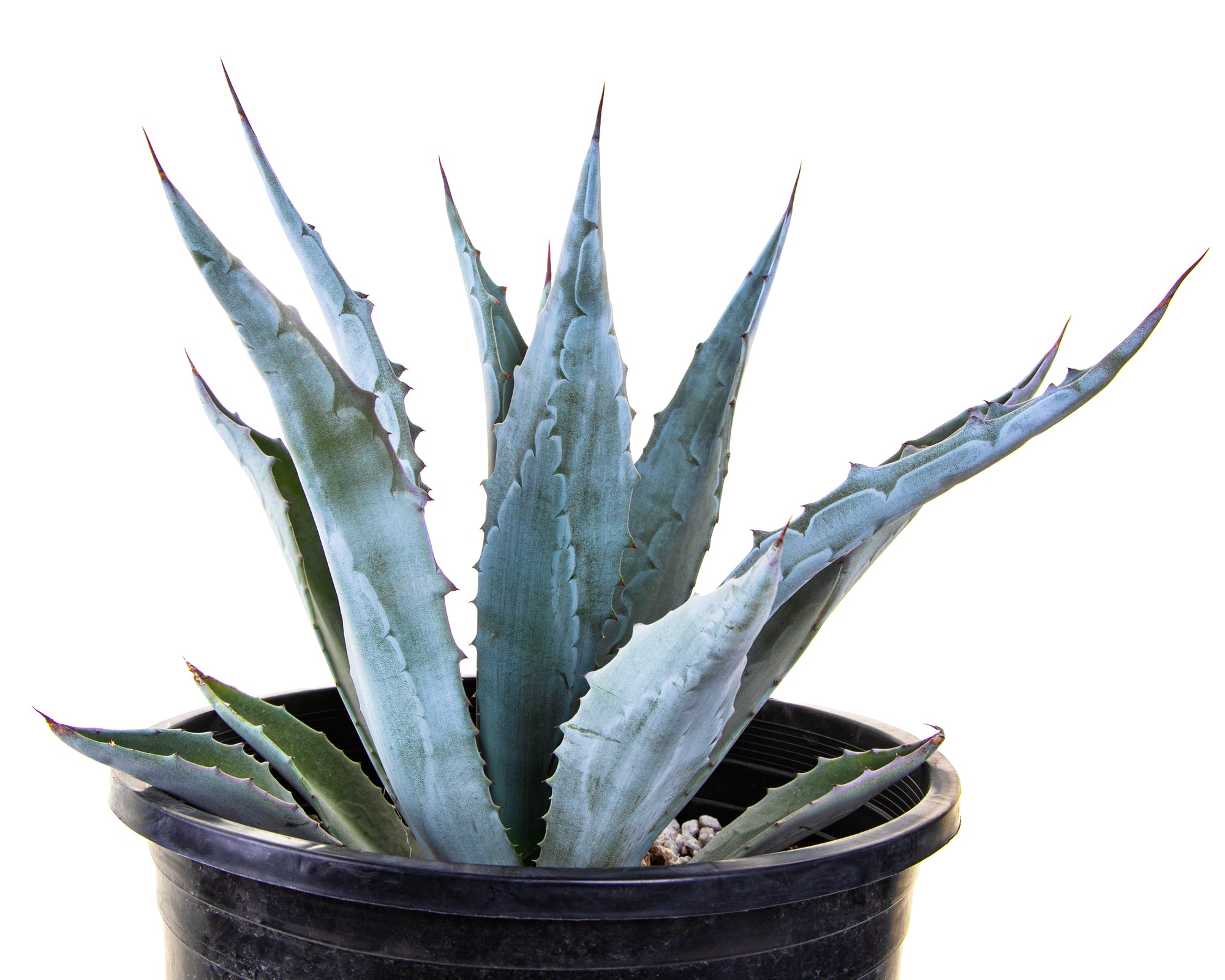 Big Blue Agave Americana Century Plant Succulent For Sale in a Cactus Nursery Container