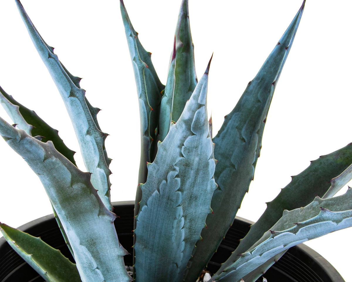 Close up of Big Blue Agave Americana Century Plant Succulent For Sale in a Cactus Nursery Container