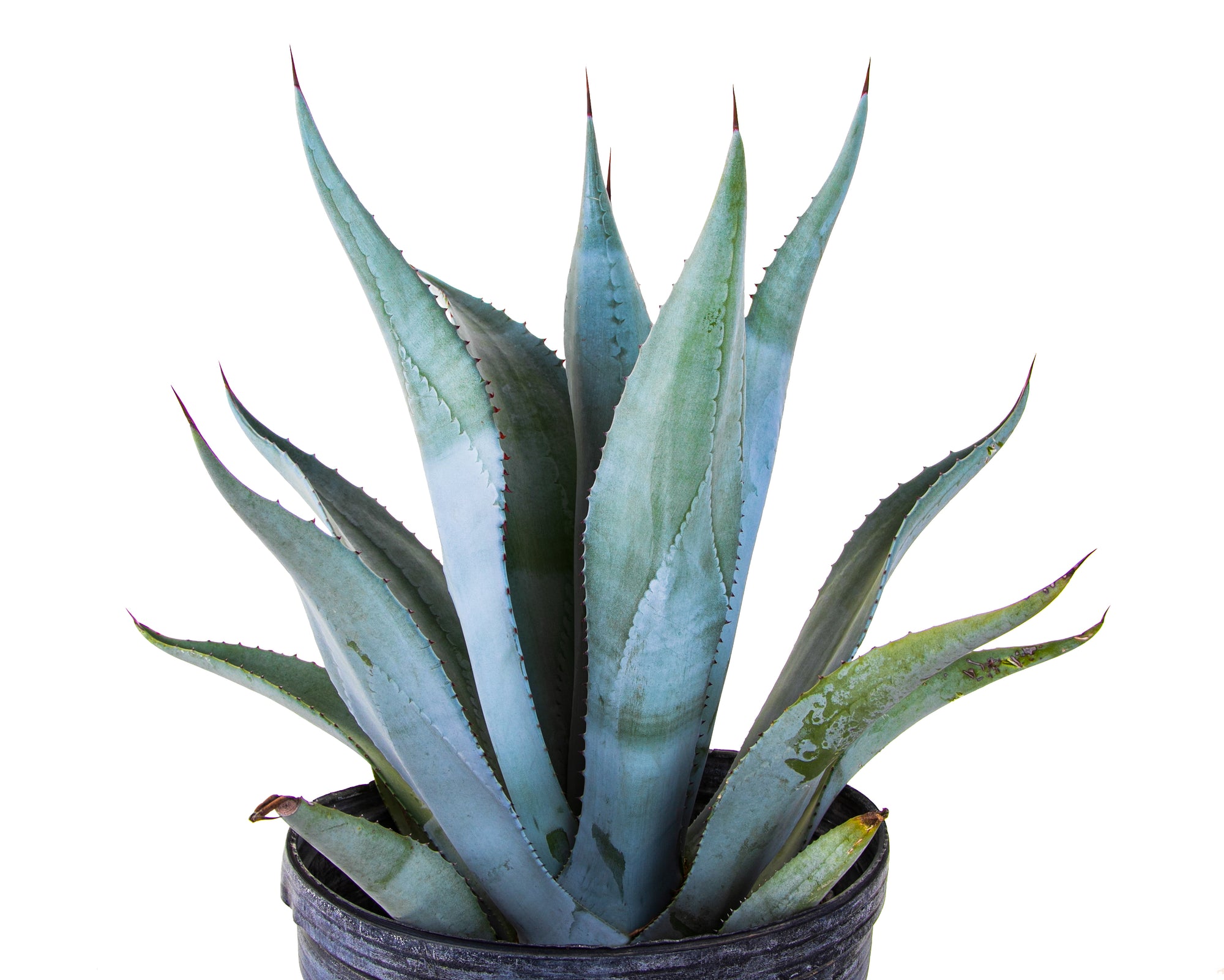 Large Blue Agave Century Plant Succulent for Sale in a Five Gallon Nursery Container