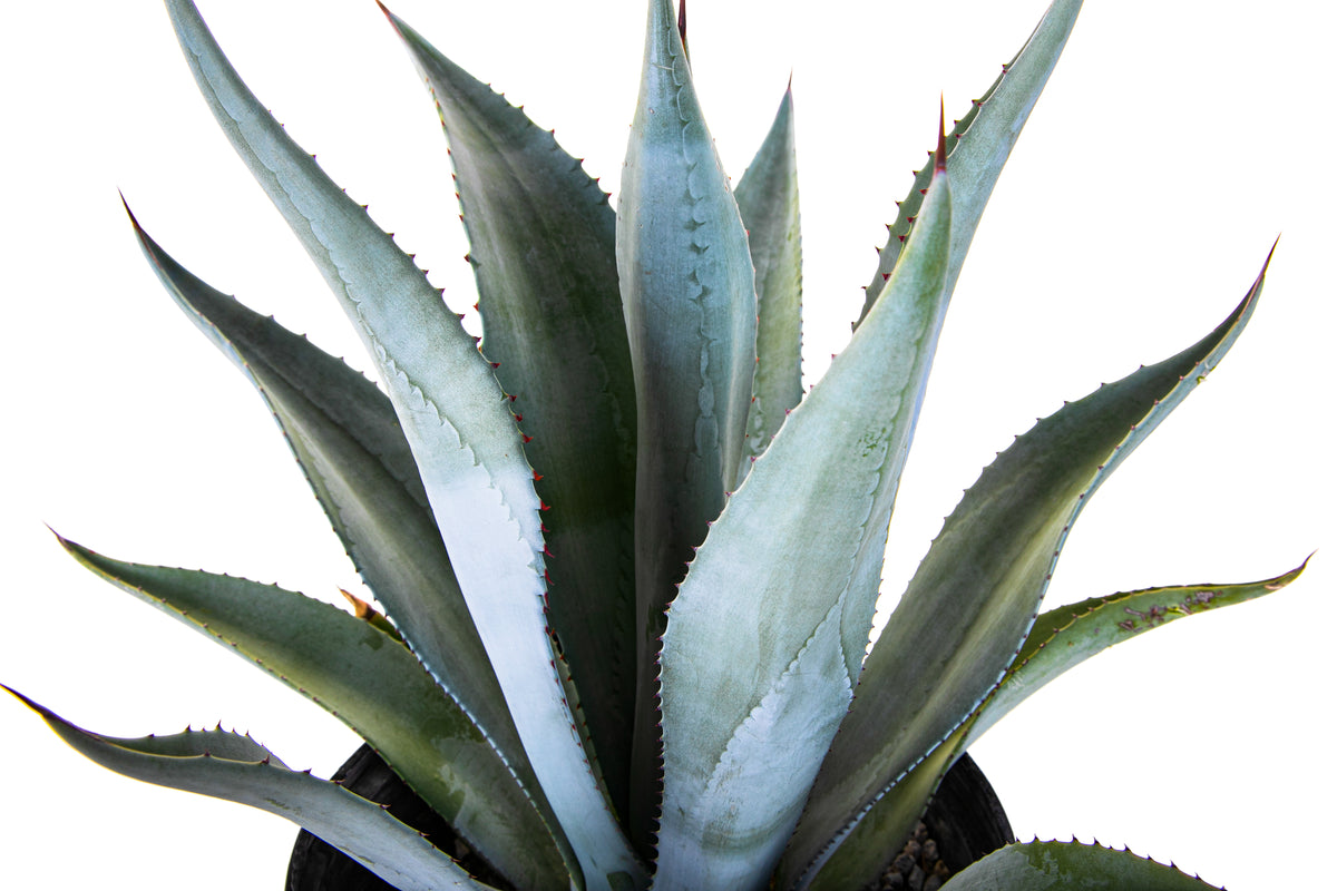 Close up of the Leaves of our Large Blue Agave Century Plant Succulent For Sale