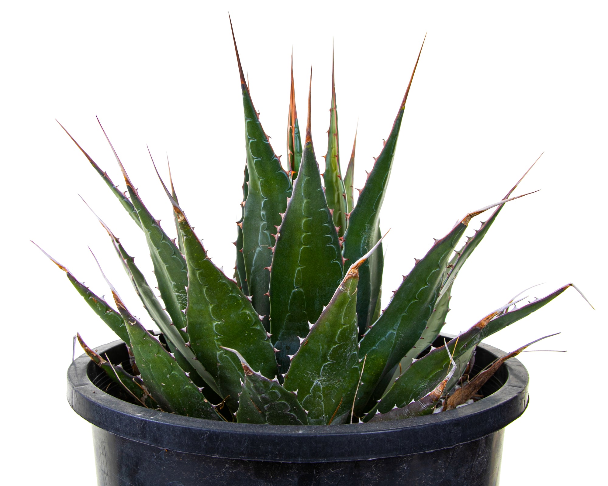 Large Agave Montana Century Plant For Sale in a 5gal Cactus Nursery Container