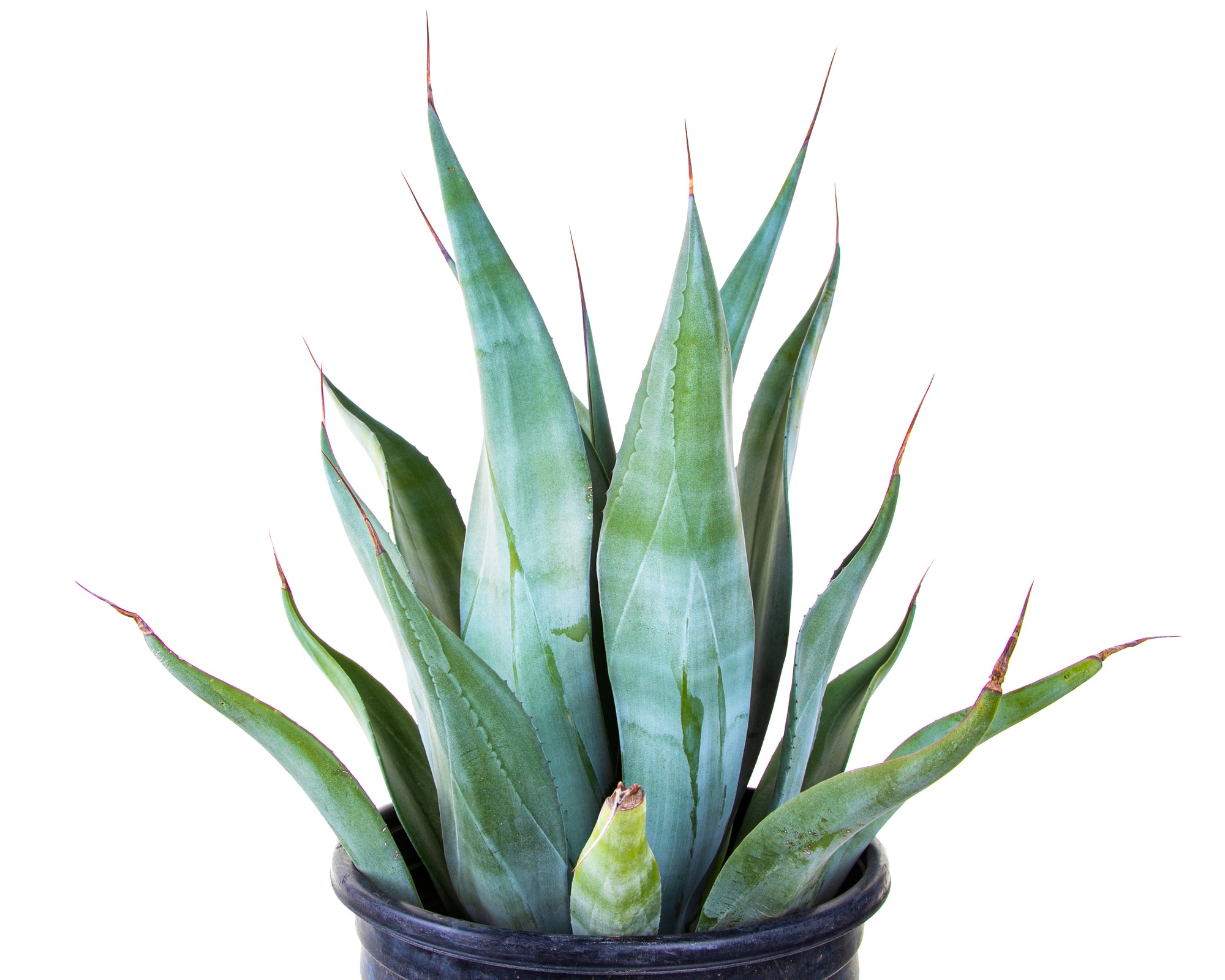 Large Agave Weberi  Century Plant Succulent For Sale in a 5gal Cactus Nursery Container