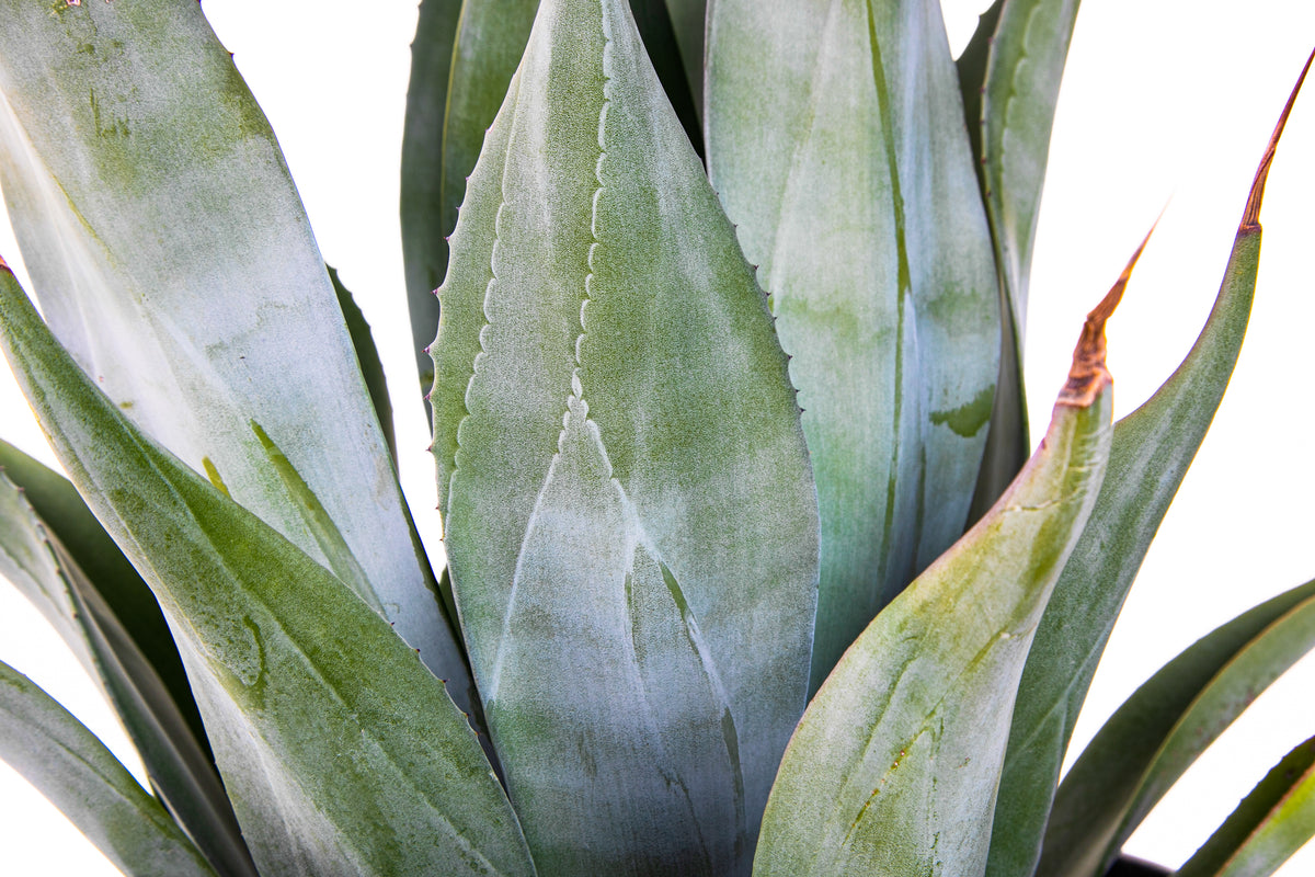 Large Agave Weberi  Century  Plant Succulent For Sale in a 5gal Cactus Nursery Container