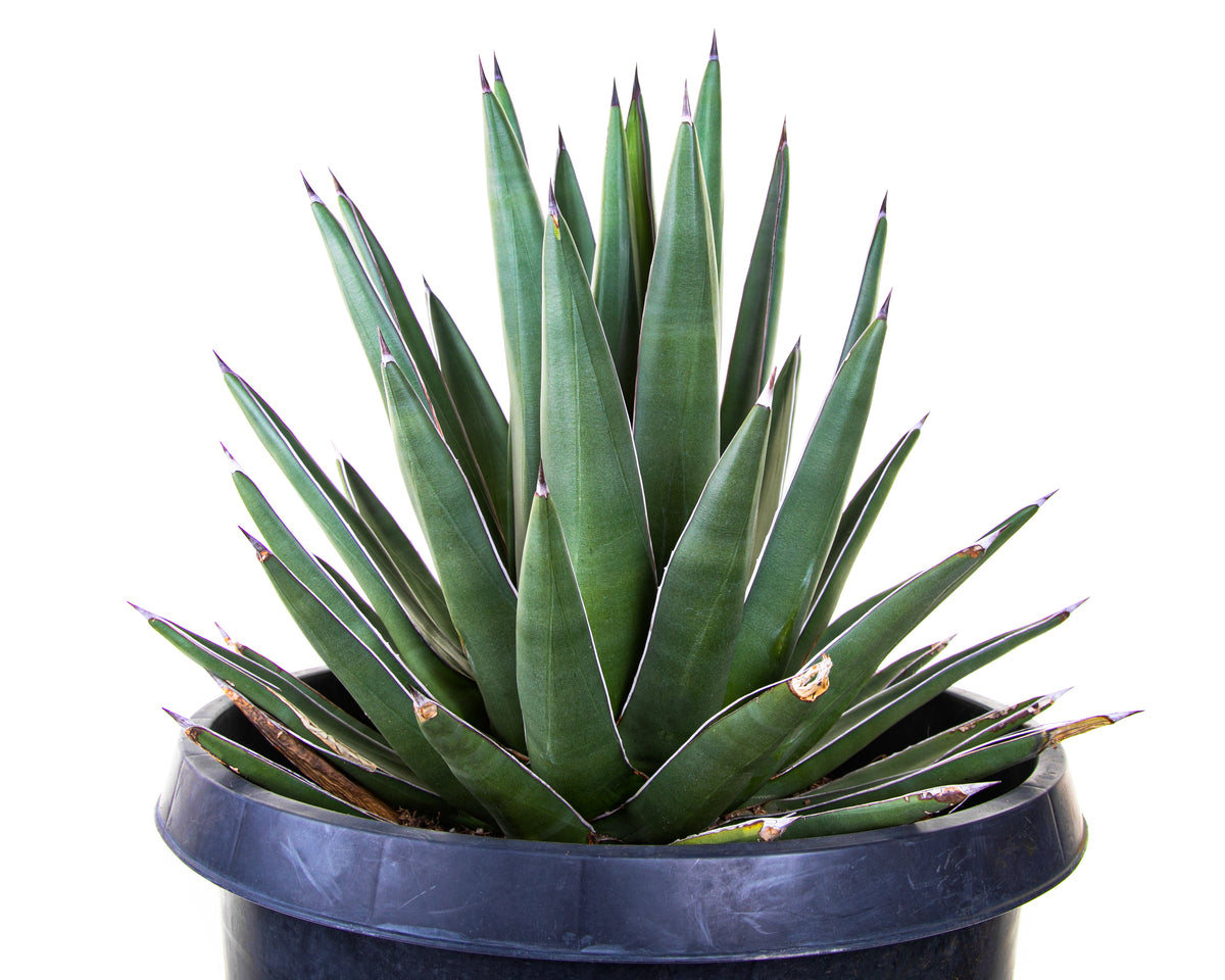 Arizona Smiles Agave Hybrid Century Plant For Sale in a 5gal Cactus Nursery Pot