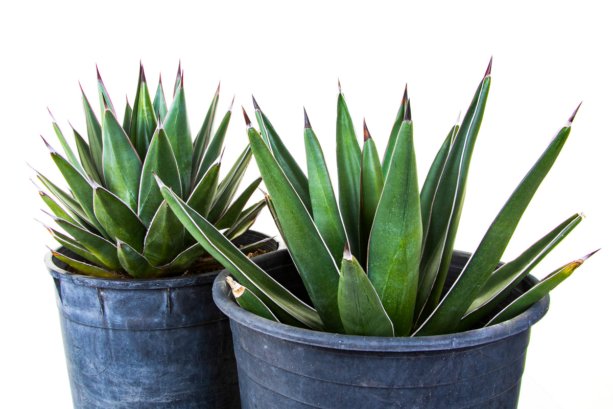 Arizona Smiles Agave Hybrid Century Plant For Sale in a 5gal Cactus Nursery Pot