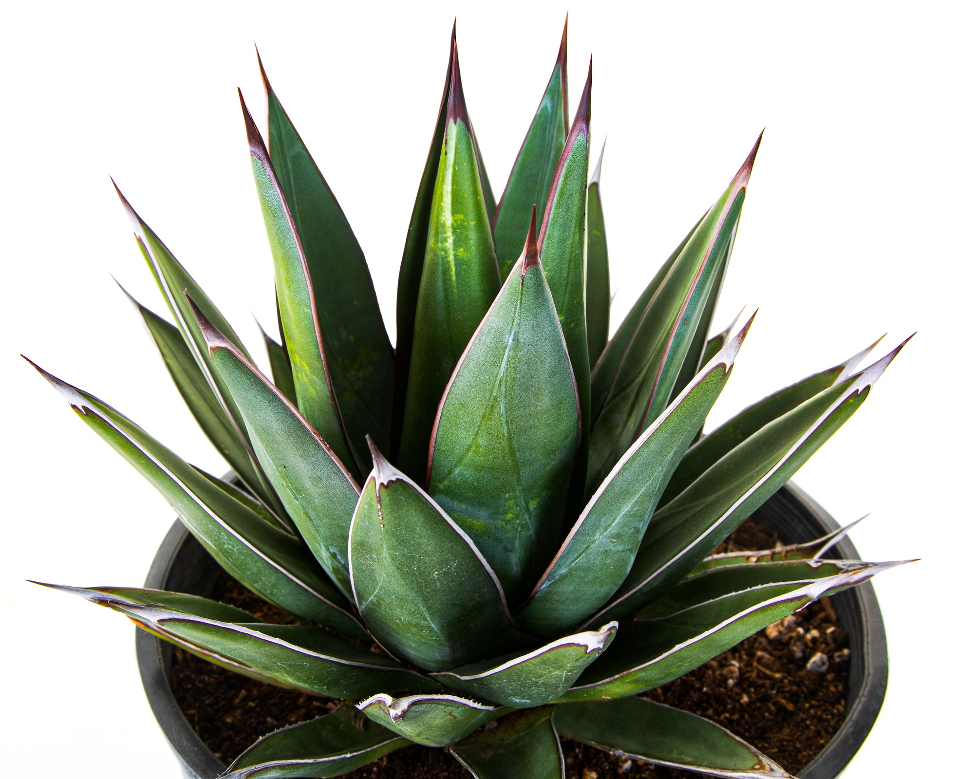 Arizona Smiles Agave Hybrid Century Plant For Sale in a 5gal Cactus Nursery Pot