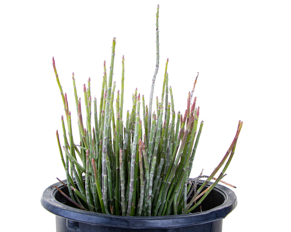 Candelilla Euphorbia Anit-syphallitica Succulent Plant For Sale Online in a 5gal Cactus Nursery Pot