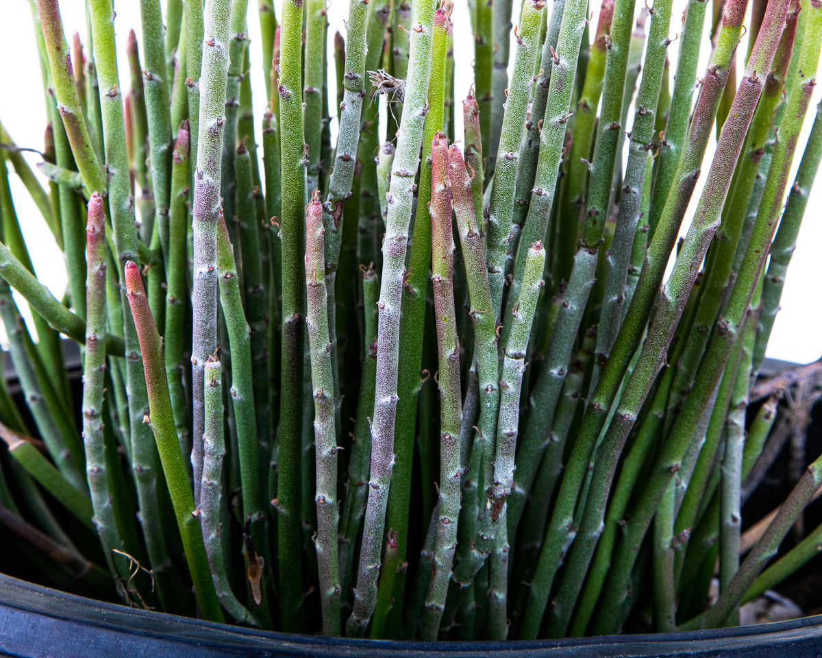 Candelilla Euphorbia Anit-syphallitica Succulent Plant For Sale Online in a 5gal Cactus Nursery Pot