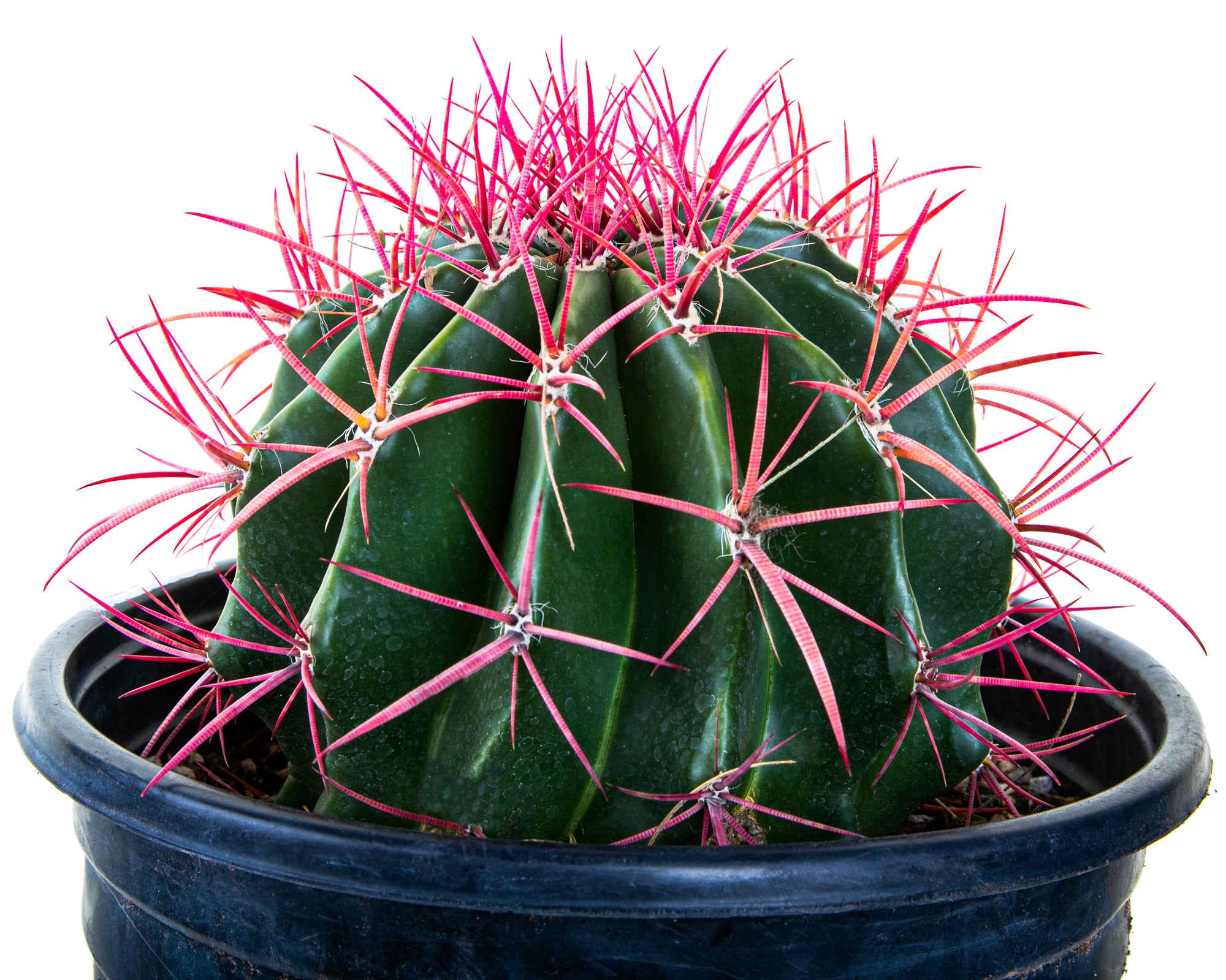 Red Mexican Fire Barrel Cactus Plant For Sale Online in a 5gal Cactus Nursery Pot