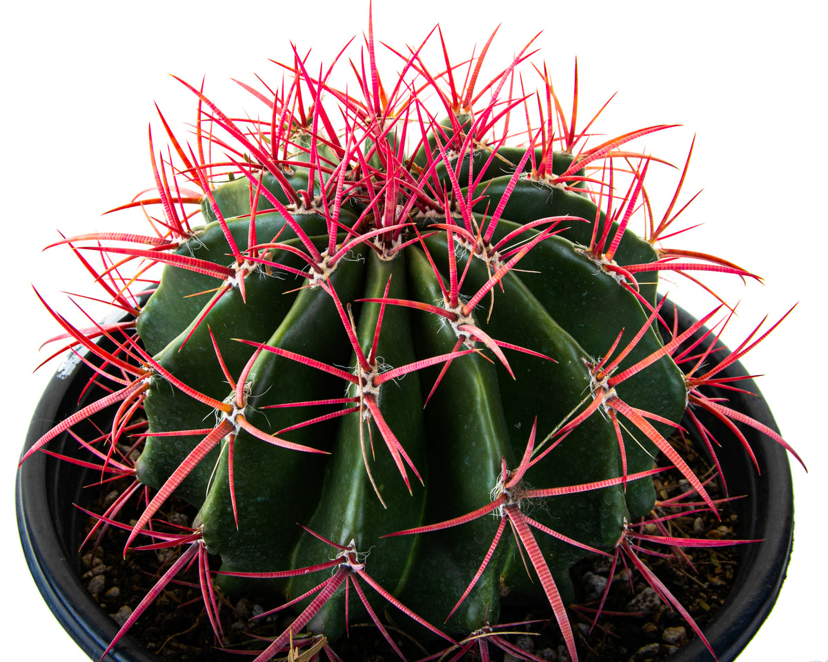 Close up of Our Red Mexican Fire Barrel Cactus Plant For Sale Online in a 5gal Cactus Nursery Pot