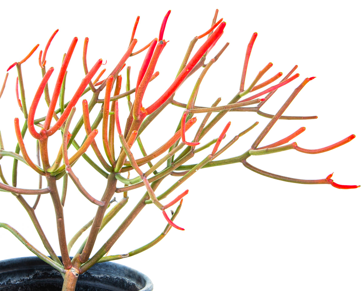 Large Tall and Mature Euphorbia &#39;Firesticks&#39; Euphorbia Cactus Plant For Sale Online in 5gal Cactus Nursery Container
