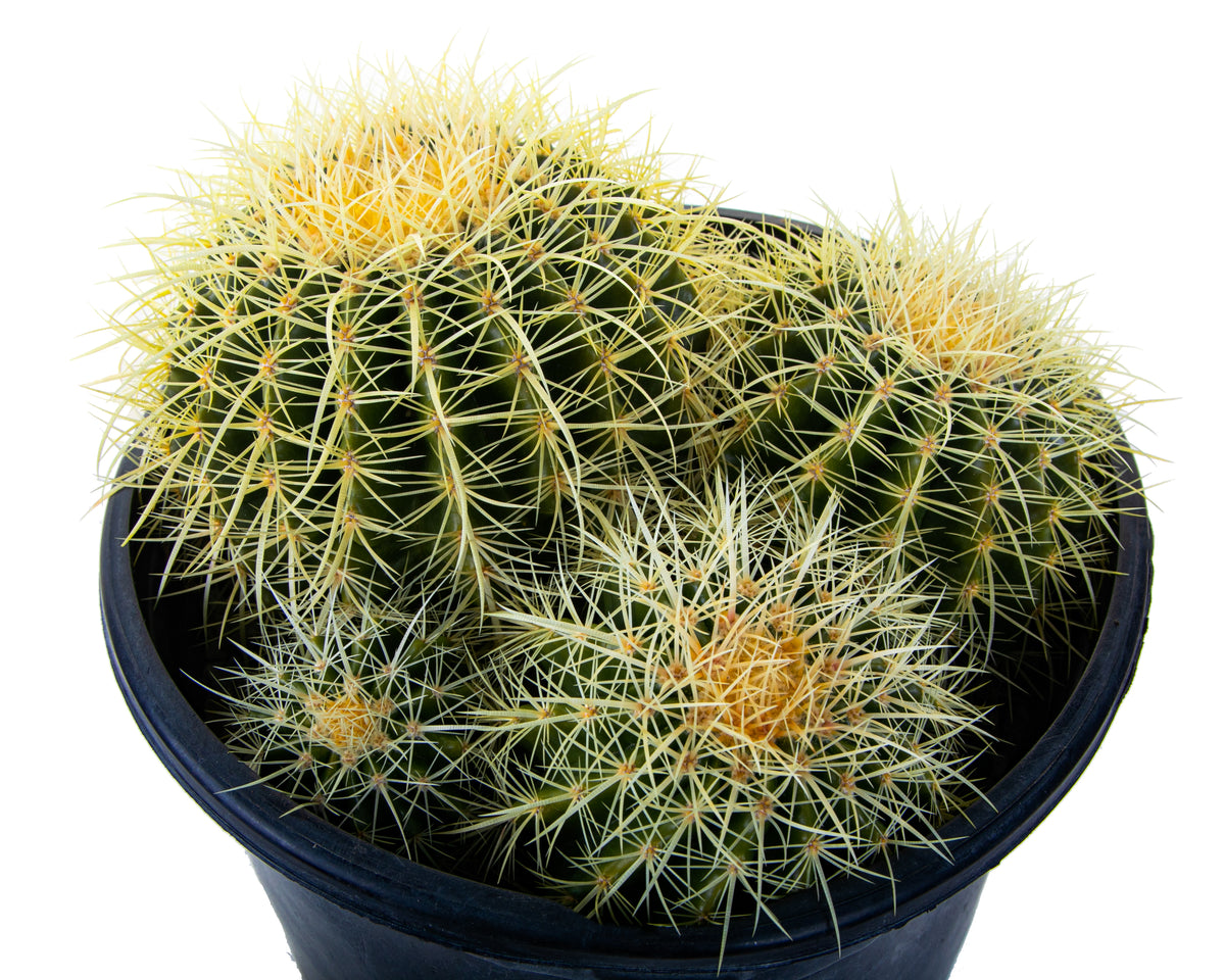 Close Up Picture of a Five Gallon Sized Golden Barrel Cluster Cactus Plant For Sale