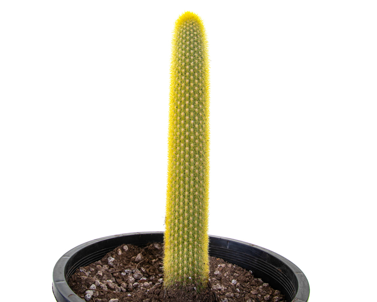 Tall and Large Golden Torch Cactus Plant For Sale Online in a 5gal Cactus Nursery Pot