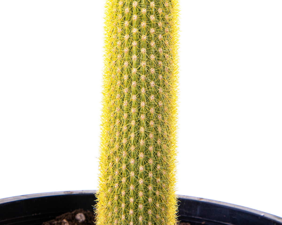 Close Up of Tall and Large Golden Torch Cactus Plant For Sale Online in a 5gal Cactus Nursery Pot
