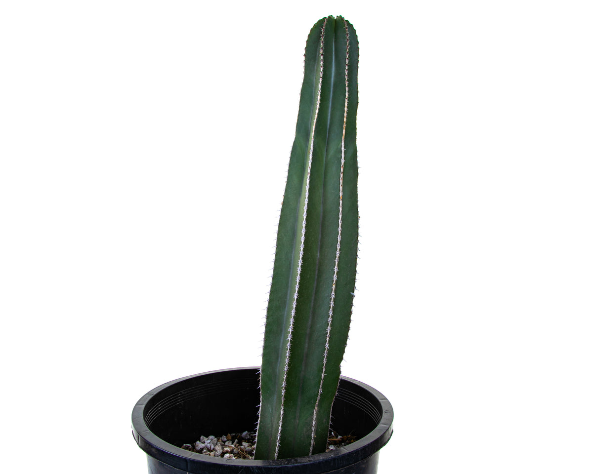 Large Live Mexican Fence Post Cactus Plant For Sale Online in a Cactus Nursery Pot