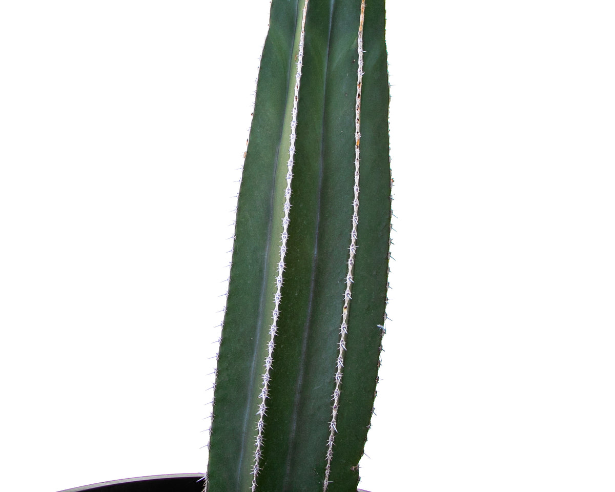 Close up of Our Large Live Mexican Fence Post Cactus Plant For Sale Online in a Five Gallon Nursery Pot