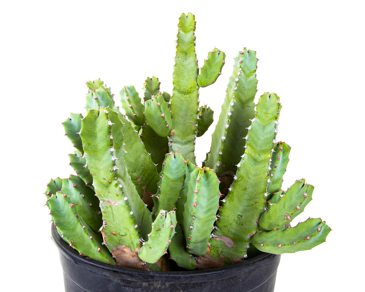 Euphorbia resinefera Moroccan Mound Cactus Succulent Plant For Sale Online  in a 5gal Cactus Nursery Container