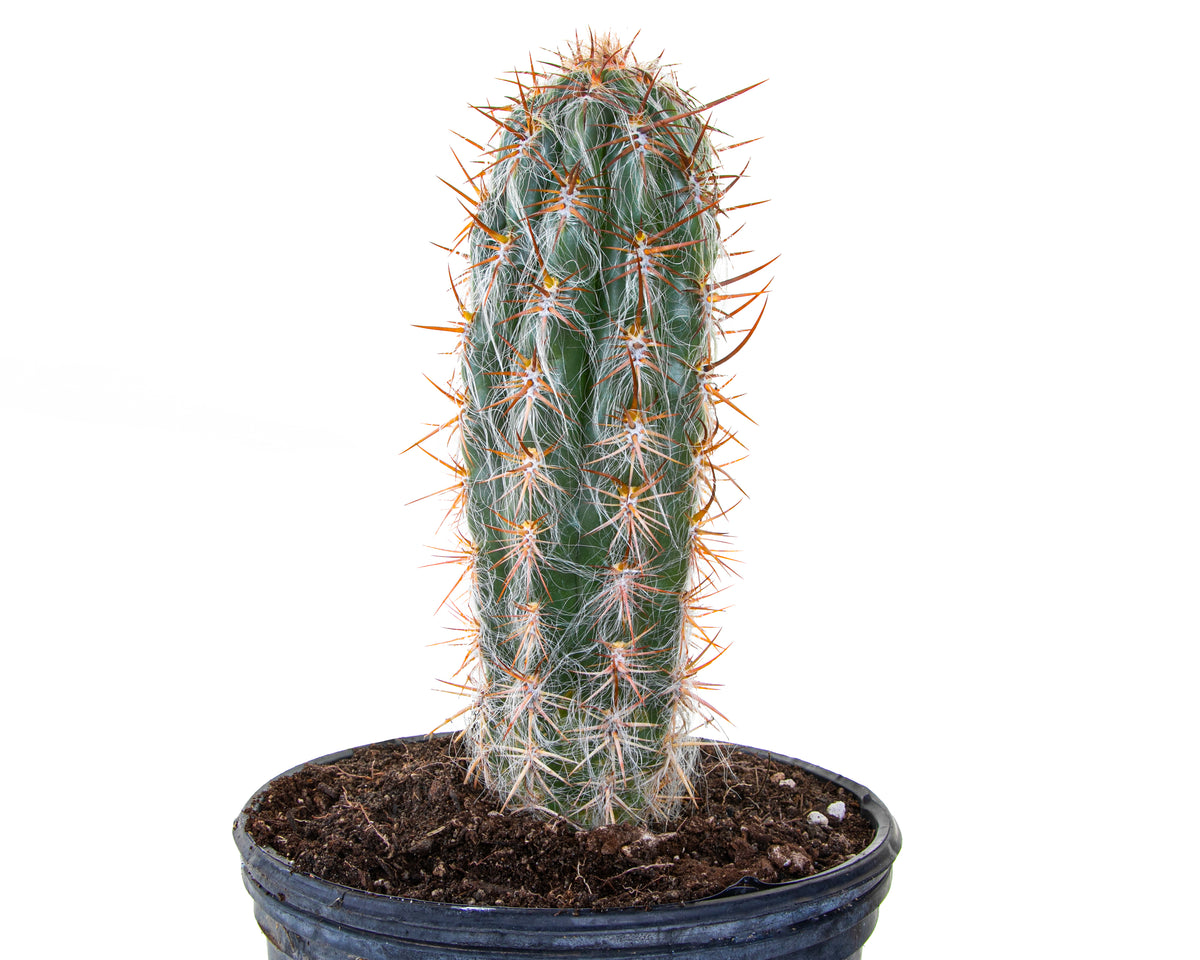Large Old Man of the Andes Cactus Cactus For Sale Online in a Five Gallon Nursery Pot