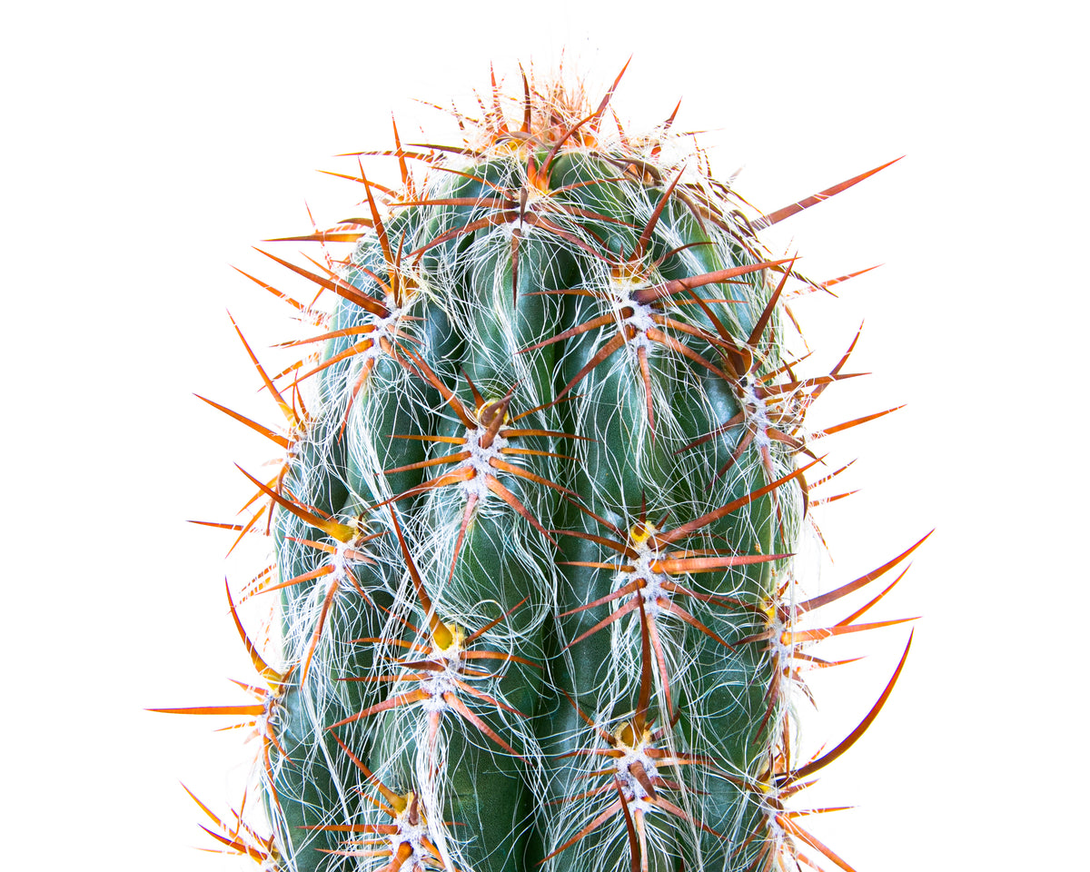 Close up of Old Man Cactus Plant For Sale Online