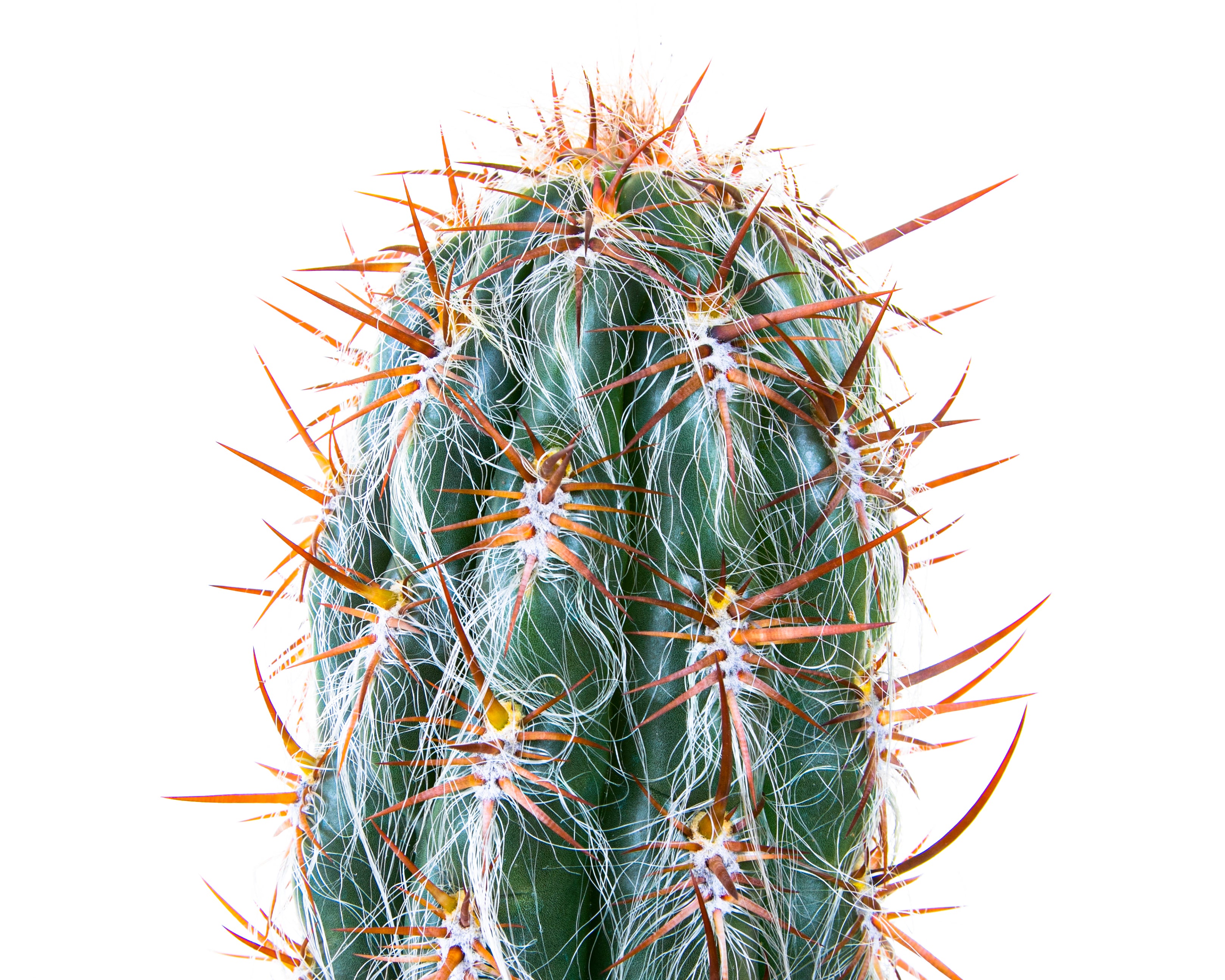 Old Man of the Andes Cactus| Large Columnar Cactus For Sale Online