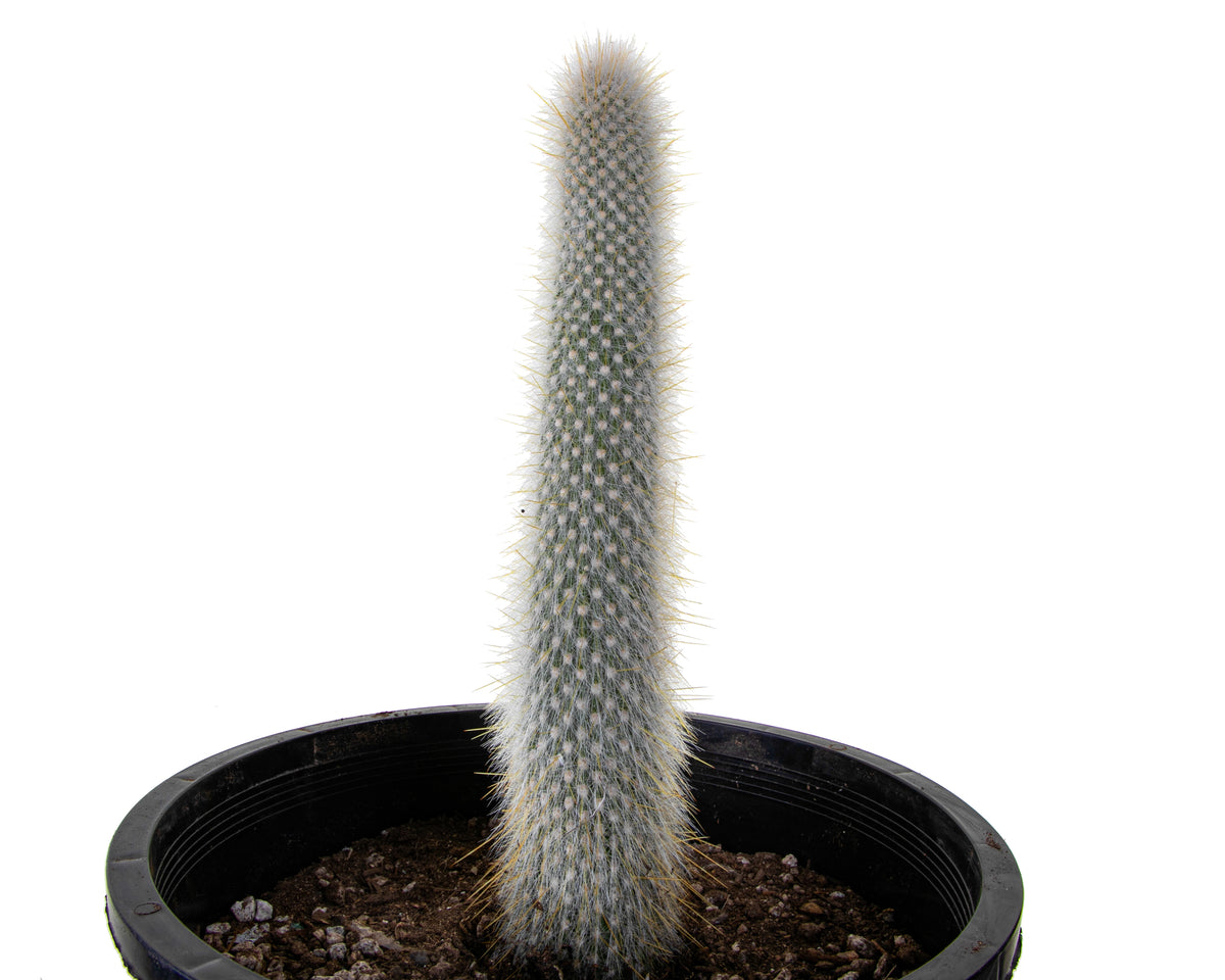 Silver Torch &quot;Snow Pole&quot; Cleistocactus Straussi Cactus Plant for Sale Online in a Cactus Nursery Container