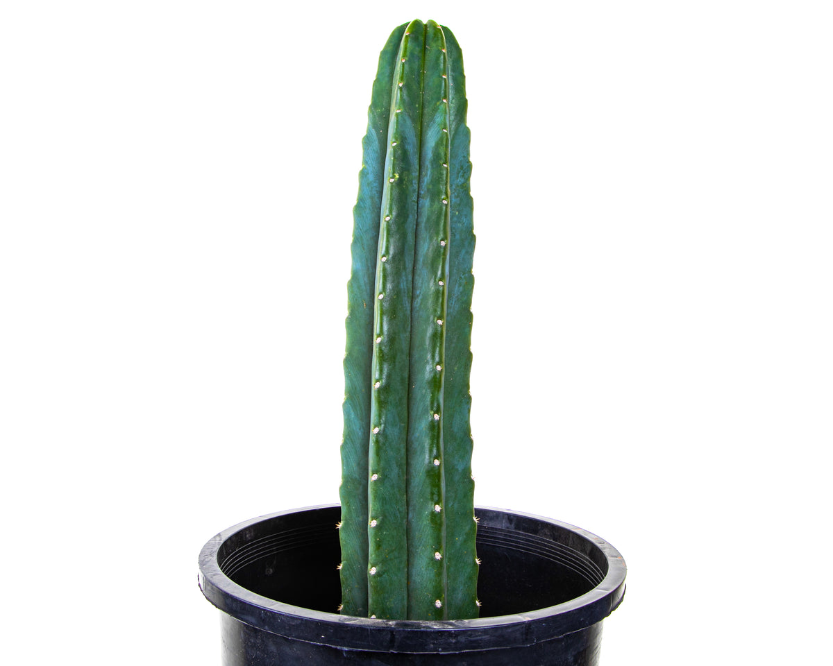 Large Live San Pedro Cactus Trichocereus Pachanoi Cactus Plant For Sale online in a Five Gallon Cactus Nursery Pot