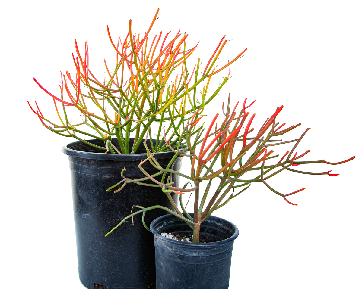 Large Tall and Mature Euphorbia &#39;Firesticks&#39; Euphorbia Cactus Plants For Sale Online in 1gal and 5gal Cactus Nursery Containers