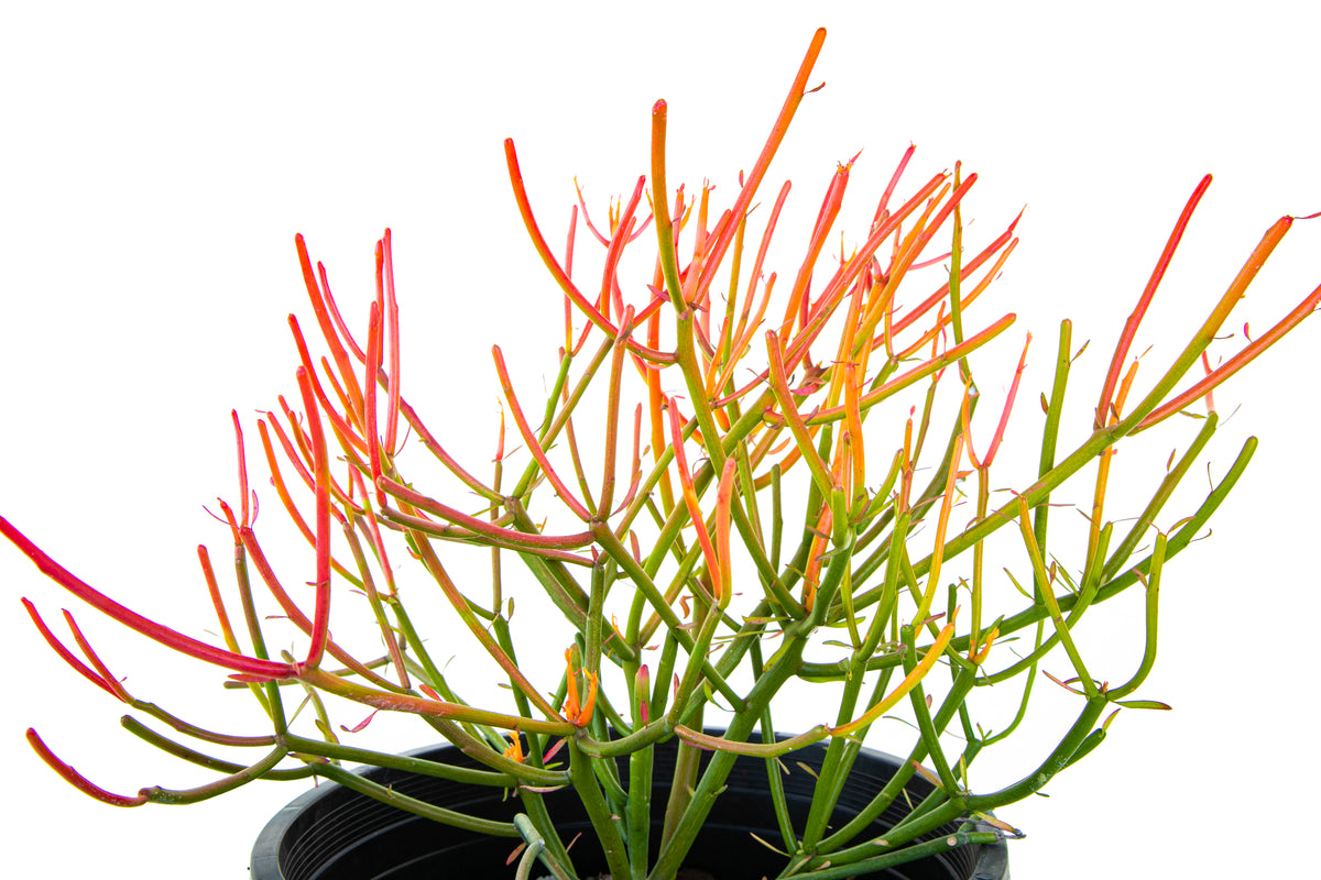 Large Tall and Mature Euphorbia &#39;Firesticks&#39; Euphorbia Cactus Plant For Sale Online in 5gal Cactus Nursery Containers