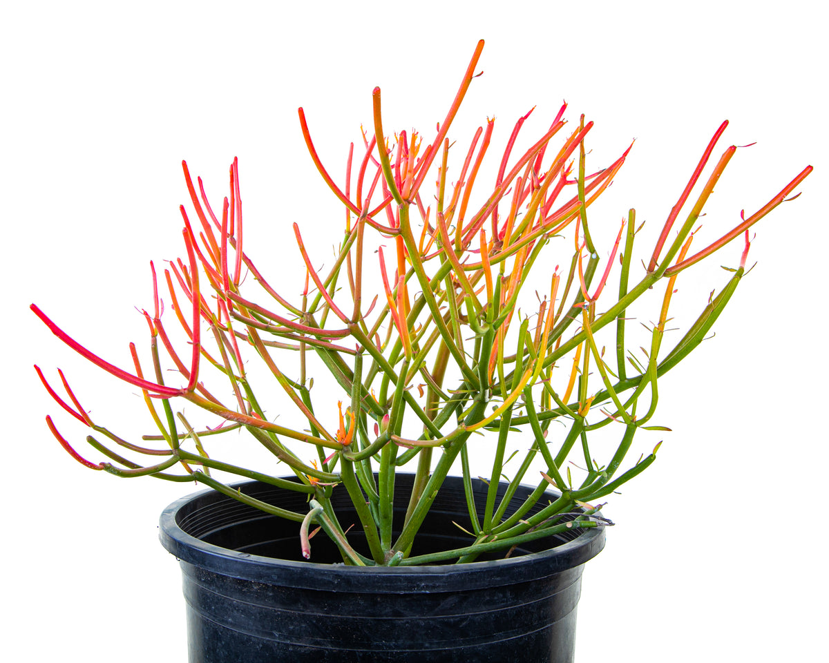 Large and Tall Euphorbia &#39;Firesticks&#39; Cactus Plant For Sale Online in 5gal Cactus Nursery Container