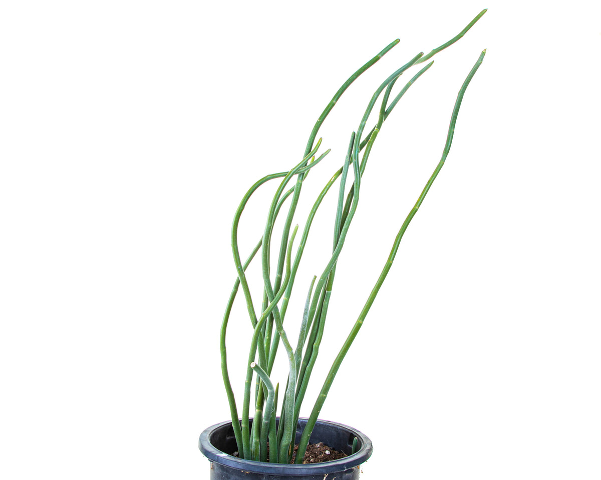 Pedilanthus Macrocarpus Lady Slipper Succulent Cactus Plant For Sale Online in a 5gal Cactus Nursery Container