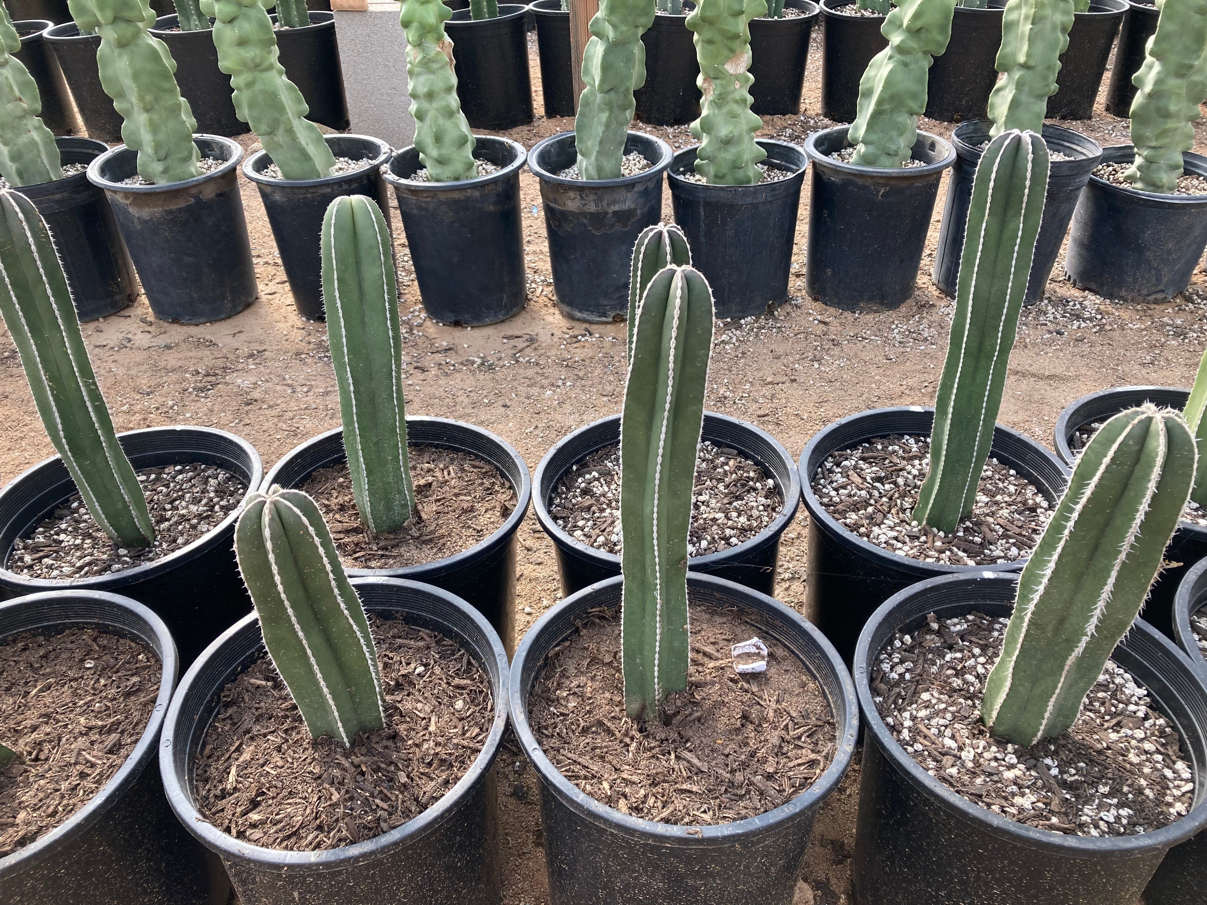 Mexican Fence Post Cactus For Sale Online| Pachycereus marginatus