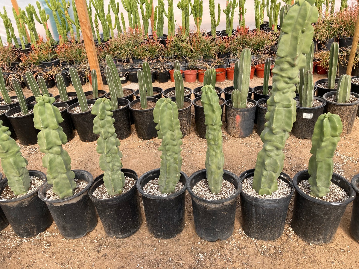 Many Tall Large and Mature  Totem Pole Cactus Lophocereus Schotti Monstrosus Cactus Plants for Sale Online in Cactus Nursery Pots