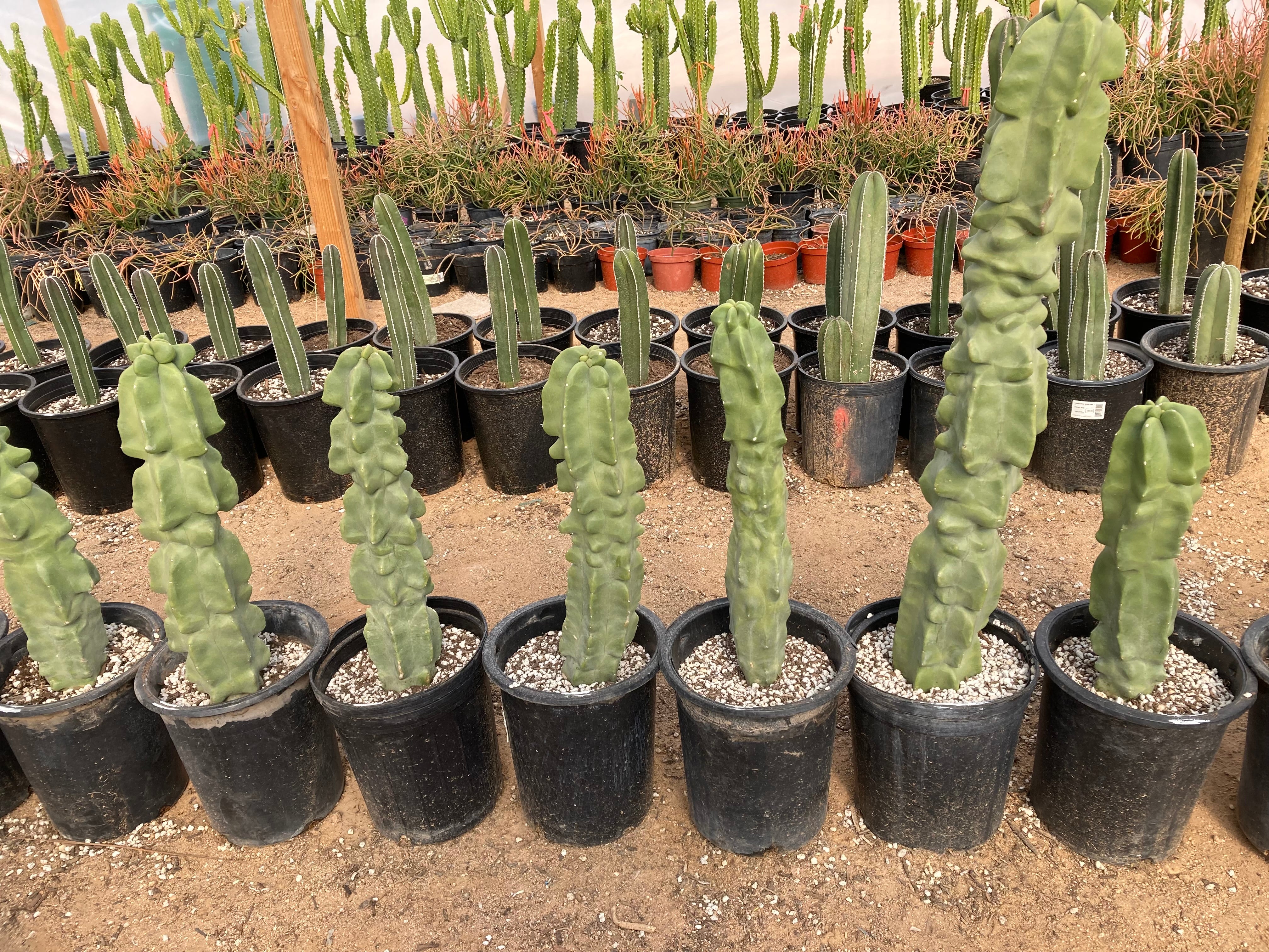 totem pole succulent Totem Pole Cactus For Sale| Major Senita Cactus