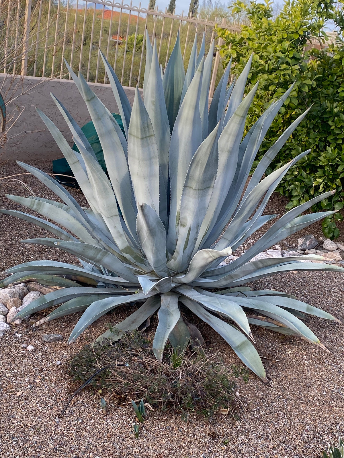 Large Blue Agave Century Plant Succulent in a Desert Landscape
