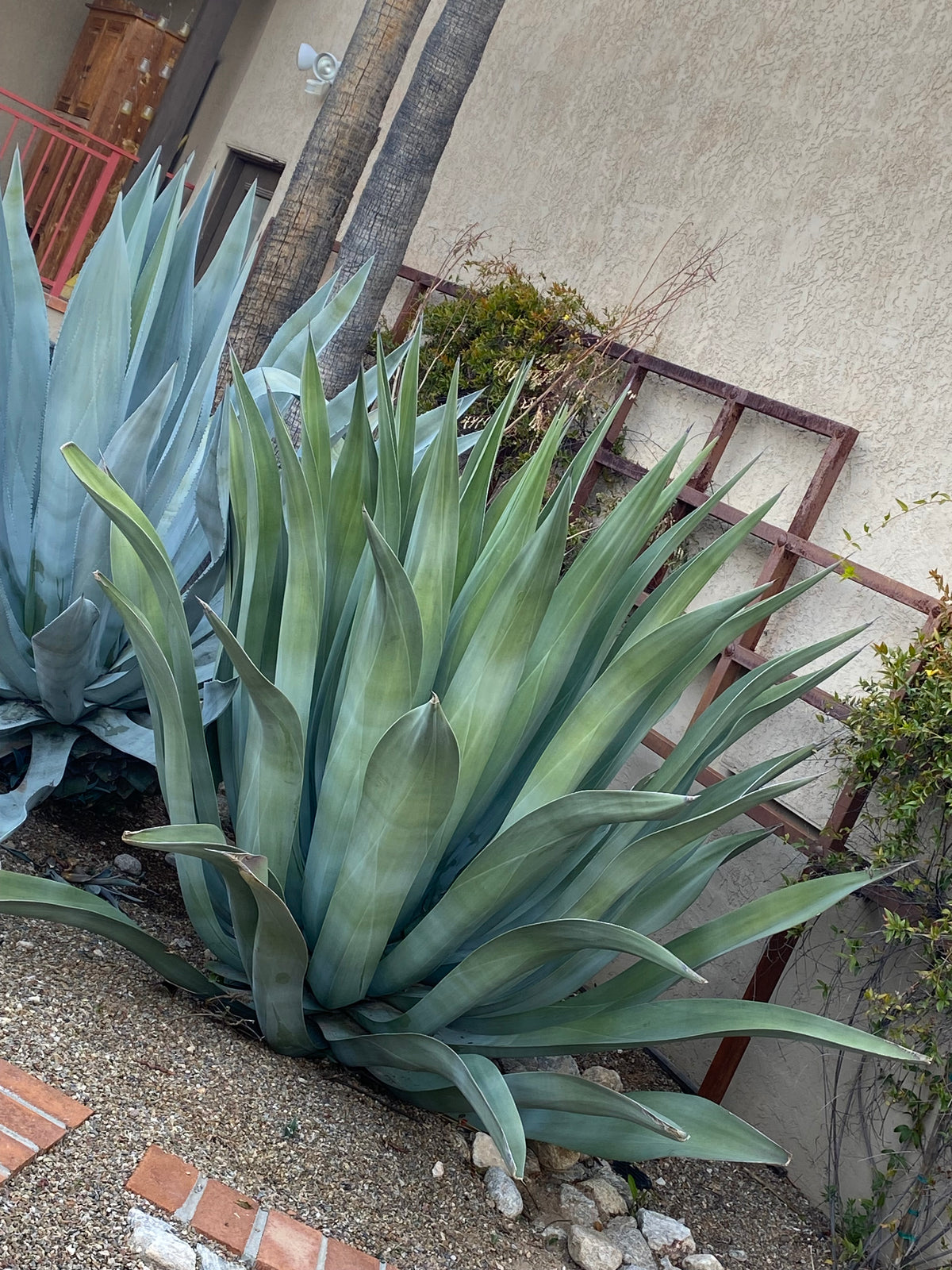 Agave Weberi