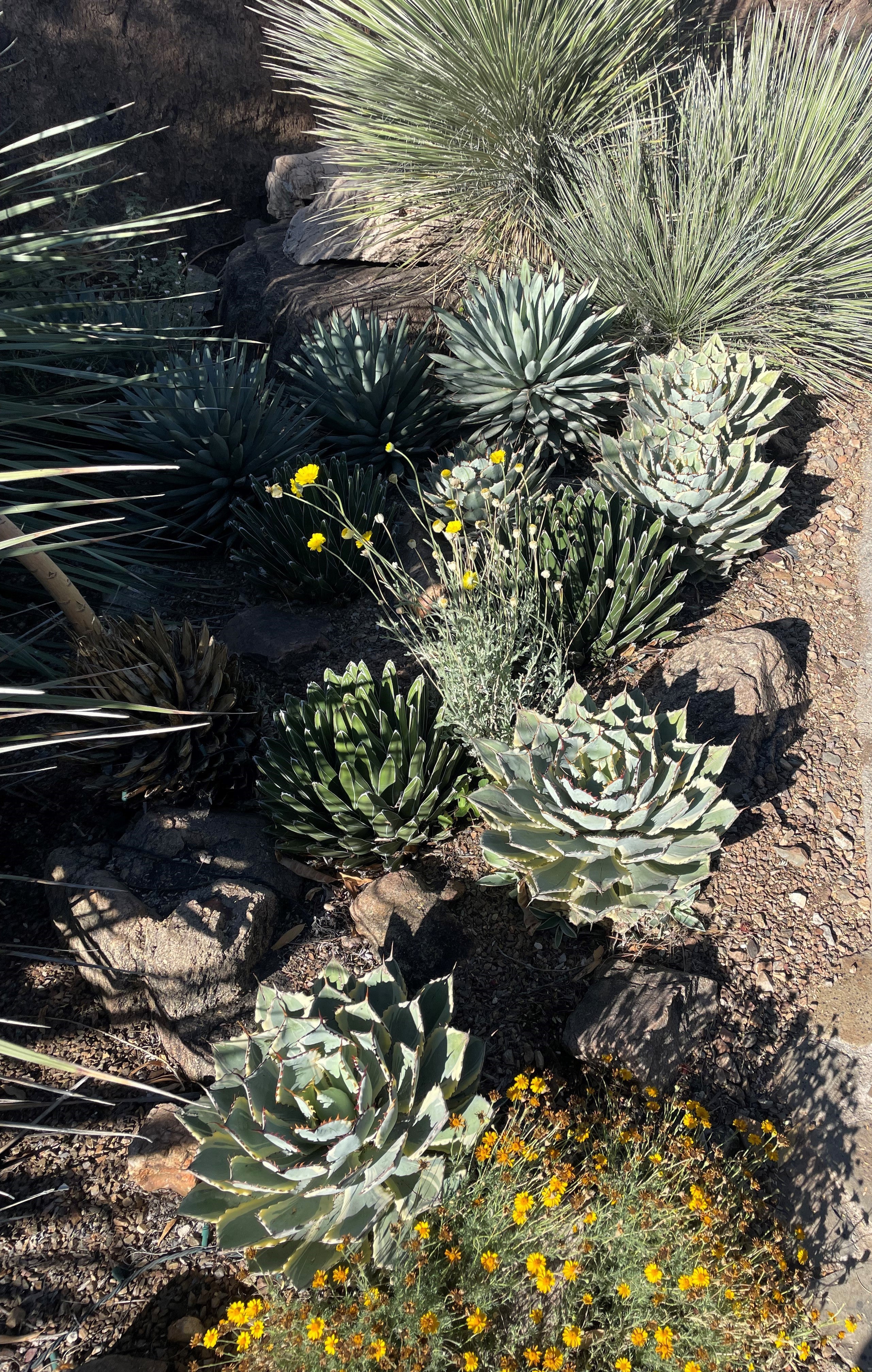 新品Mサイズ kaitlynSepia Agave Agave potatorum Japan ManeRaku 428 | CactusMania