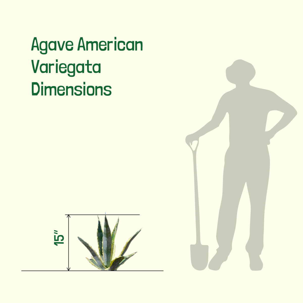 Size of our Large Agave Americana Variegata Century Plant Succulent For Sale