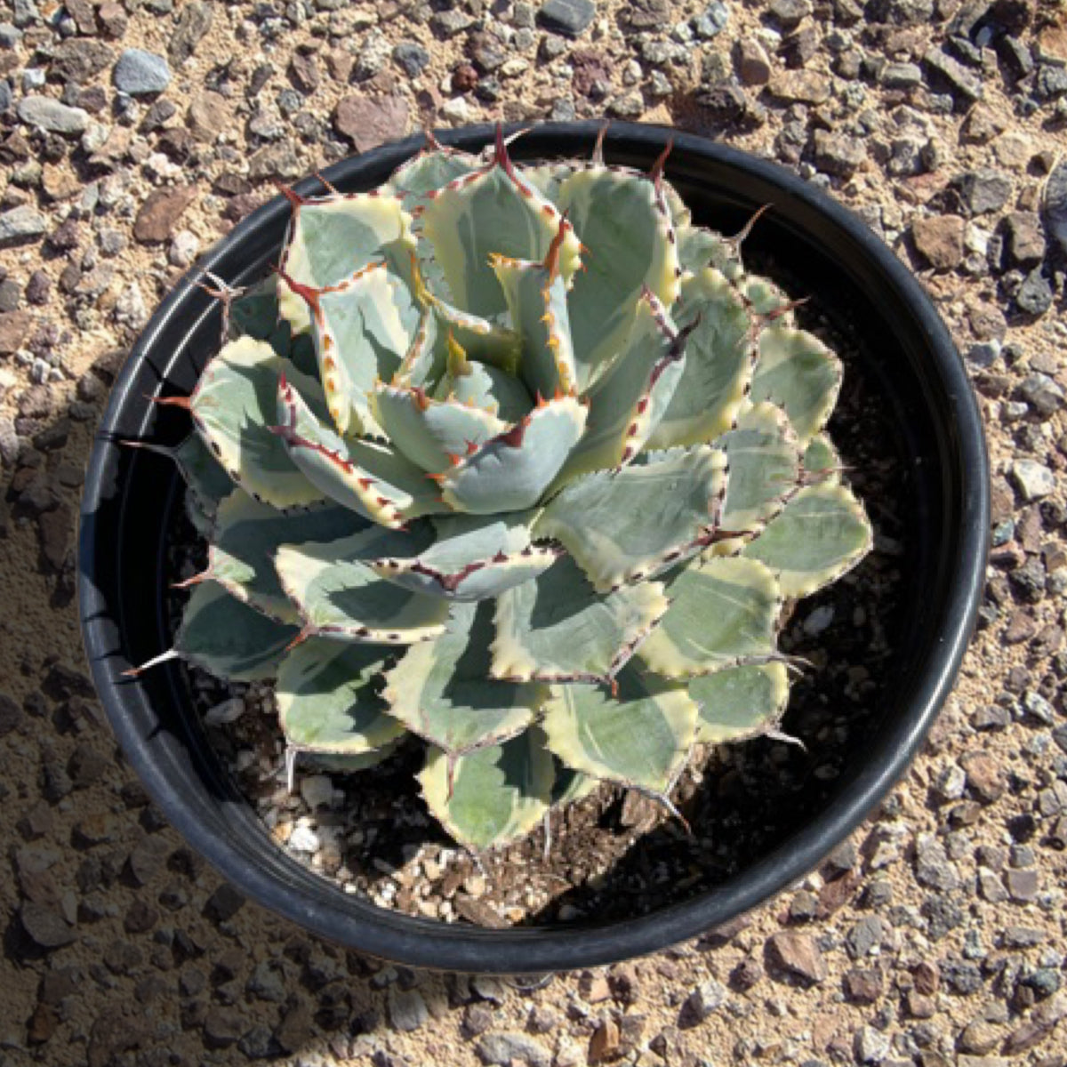 Variegated Butterfly Agave Century Plant Succulent For Sale in a 5gal Cactus Nursery Container