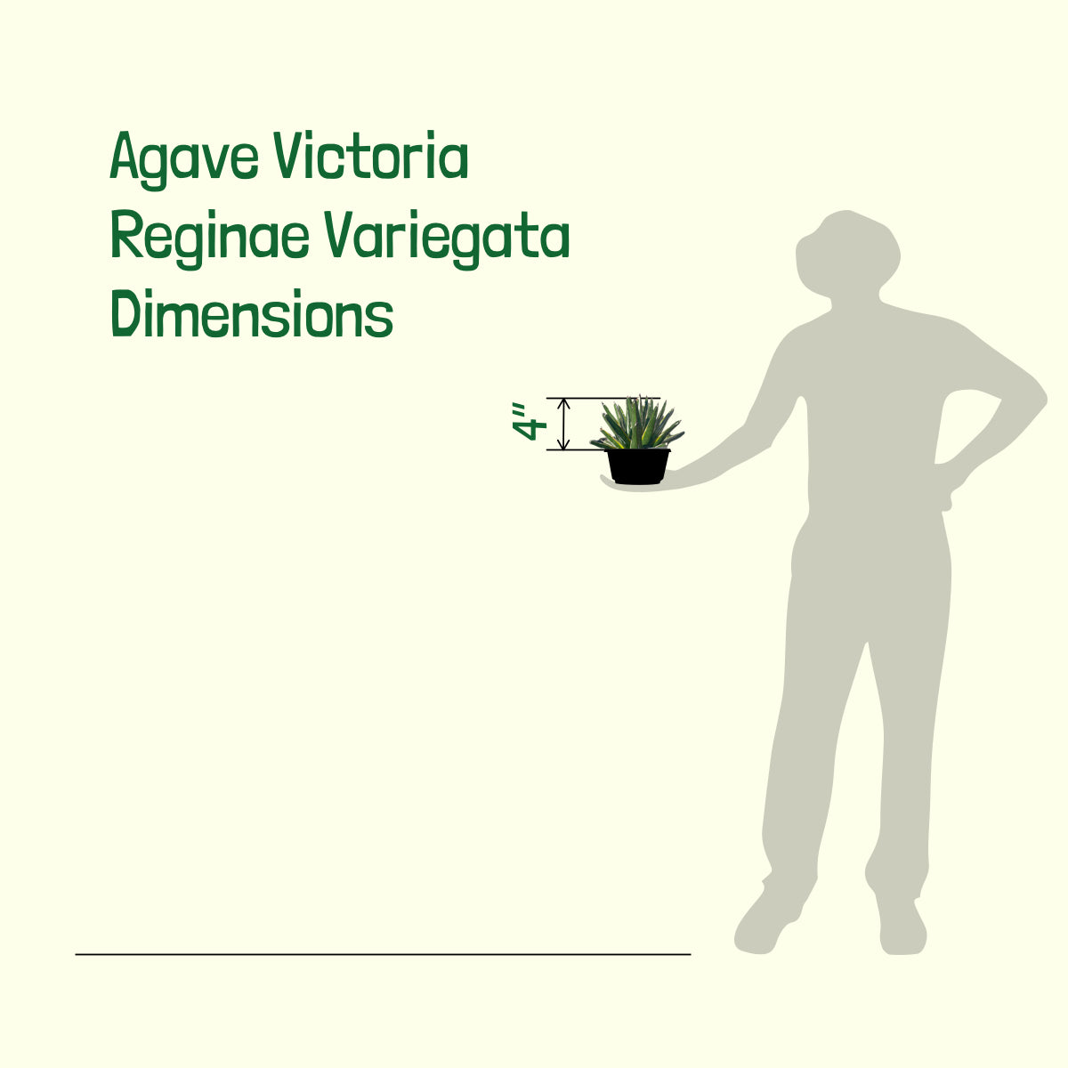 Dimensions of our Variegated Queen Victoria Agave Century Plant Succulent For Sale Online in a 5gal Cactus Nursery Container