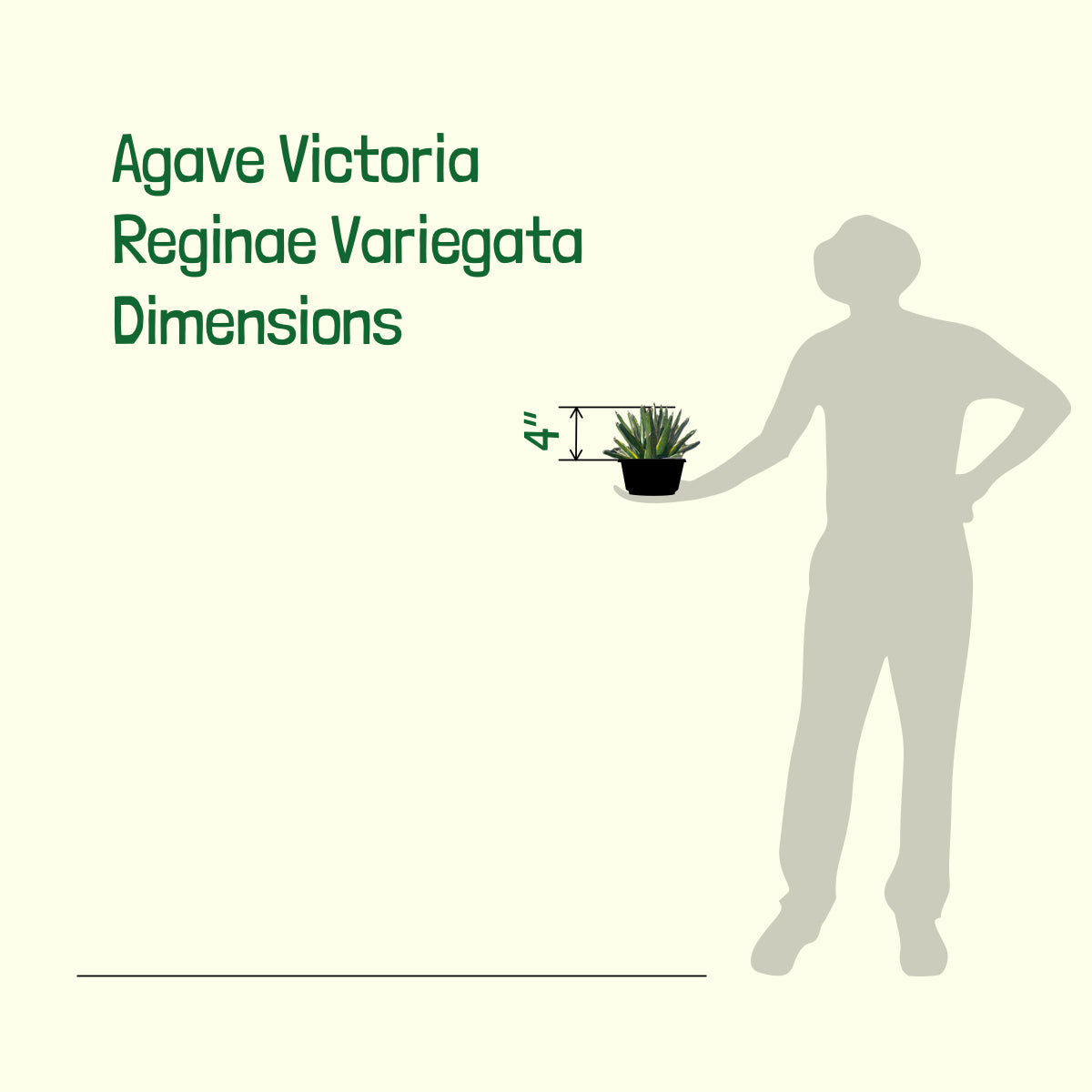 Agave Victoria Reginae Variegata