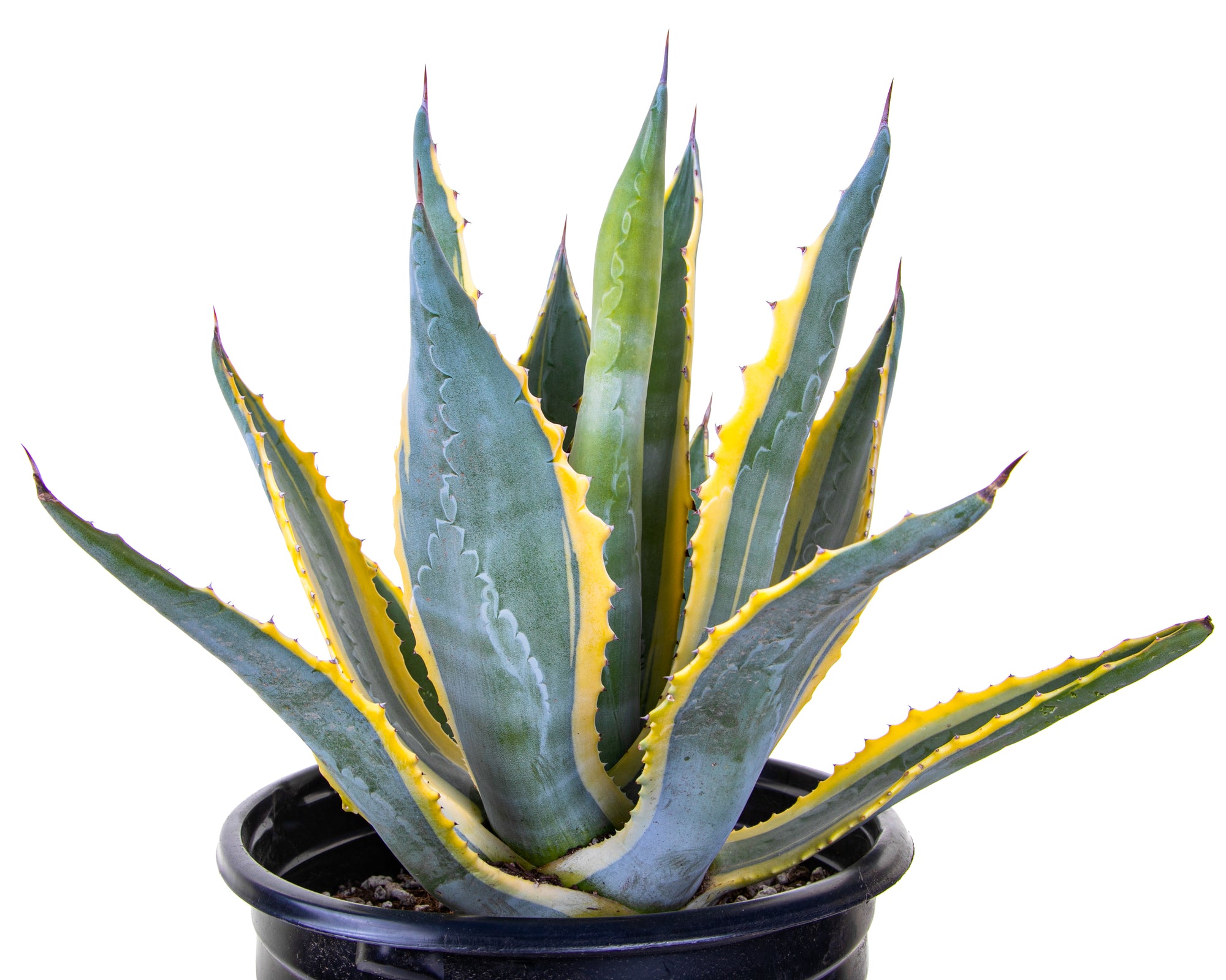 Large Agave Americana Variegata Century Plant Succulent For Sale in a Cactus Nursery Container