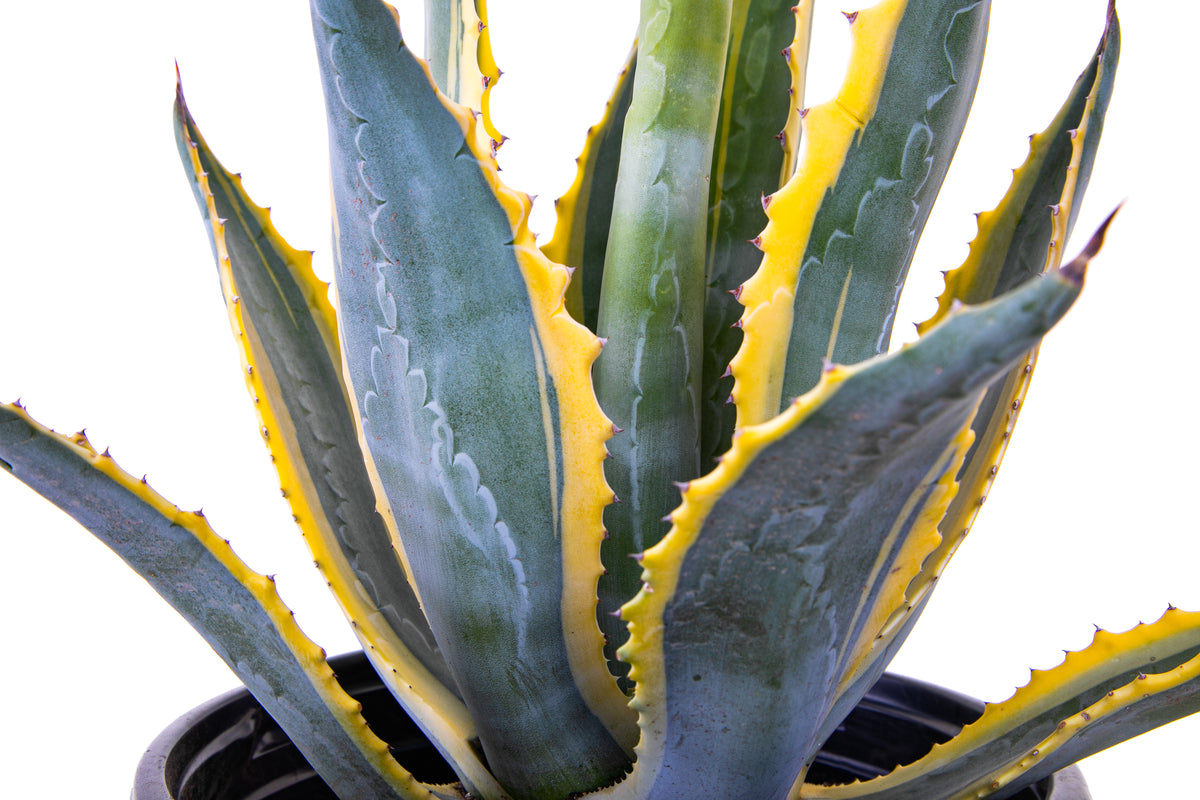 Large Agave Americana Variegata Century Plant Succulent For Sale in a Cactus Nursery Container