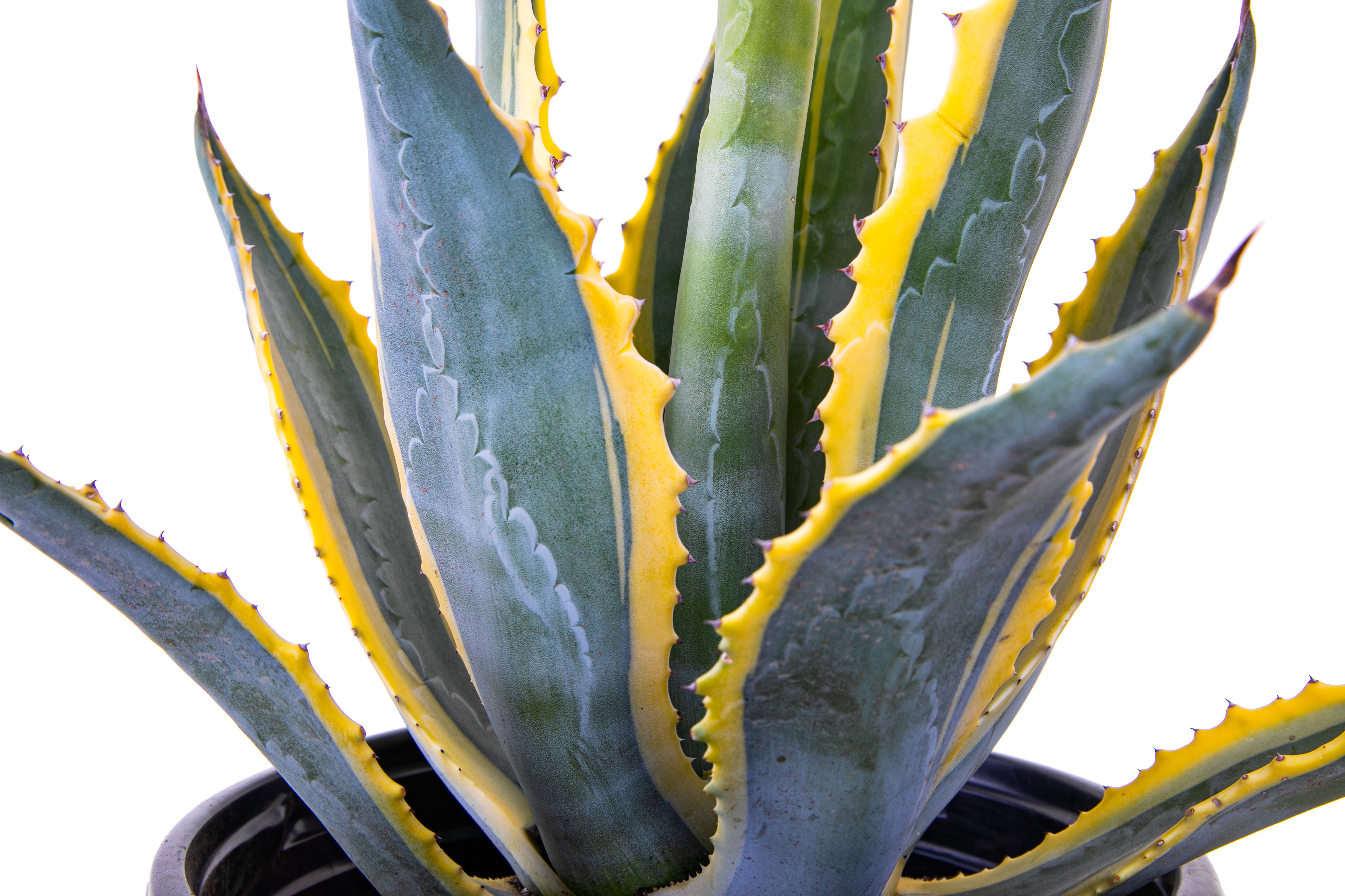 Agave Americana Variegata | Century Plant - The Cactus Outlet