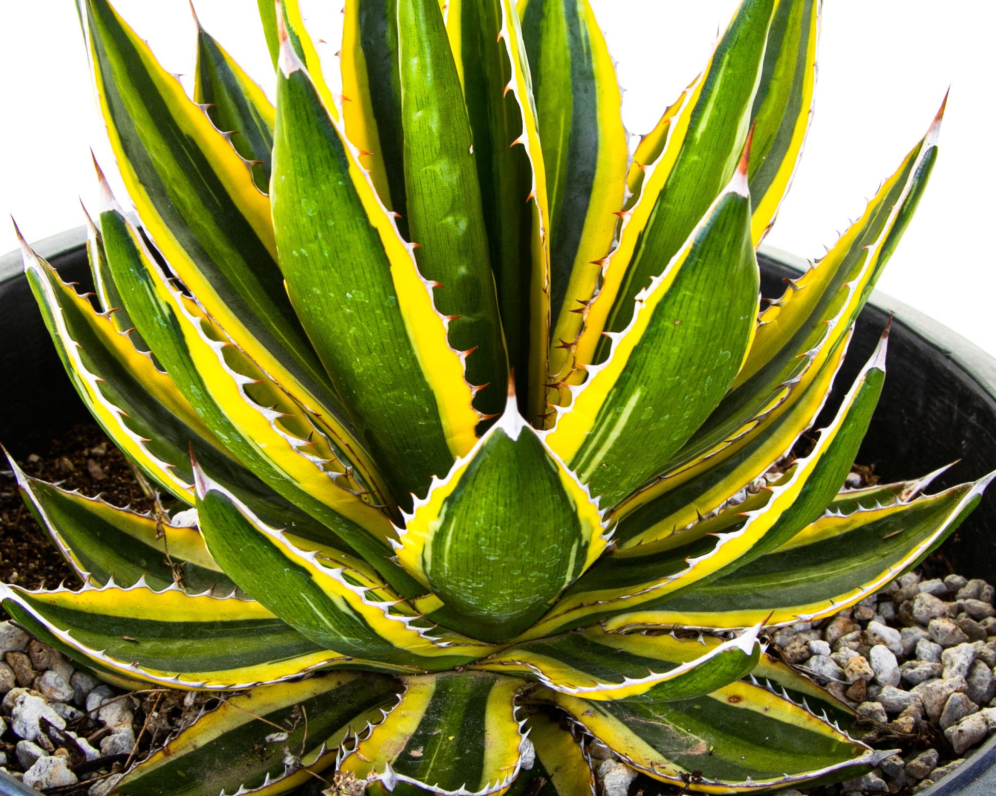 Agave Lophantha Quadricolor - cactus resistenti Agave Lophantha Quadricolor - cactus resistenti