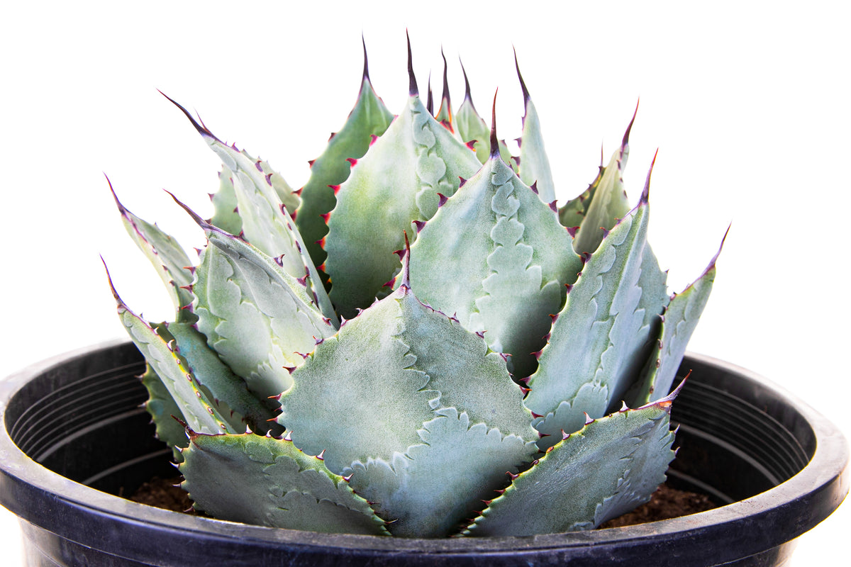 Agave Parryi Huachucensis Artichoke Agave Century Plant Succulent For Sale in a 5gal Cactus Nursery Container