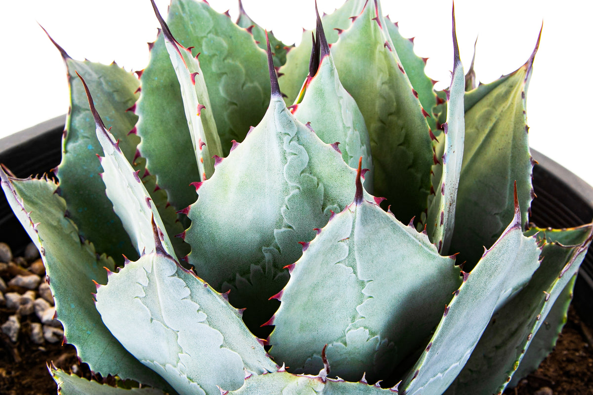 Agave Parryi Huachucensis Artichoke Agave Century Plant Succulent For Sale in a 5gal Cactus Nursery Container