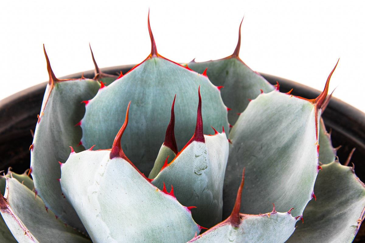  Agave Parryi Truncata Artichoke Agave Century Plant Succulent For Sale in a 5gal Cactus Nursery Container