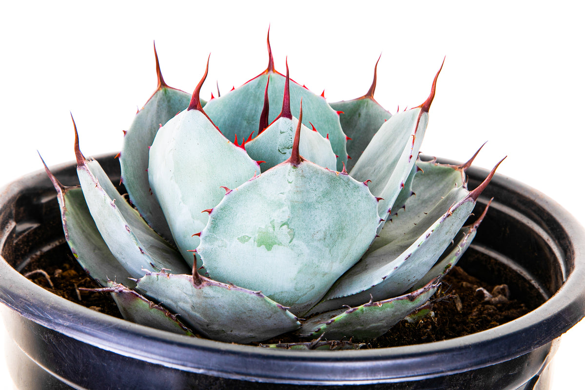 Agave Parryi Truncata Artichoke Agave Century Plant Succulent For Sale in a 5gal Cactus Nursery Container