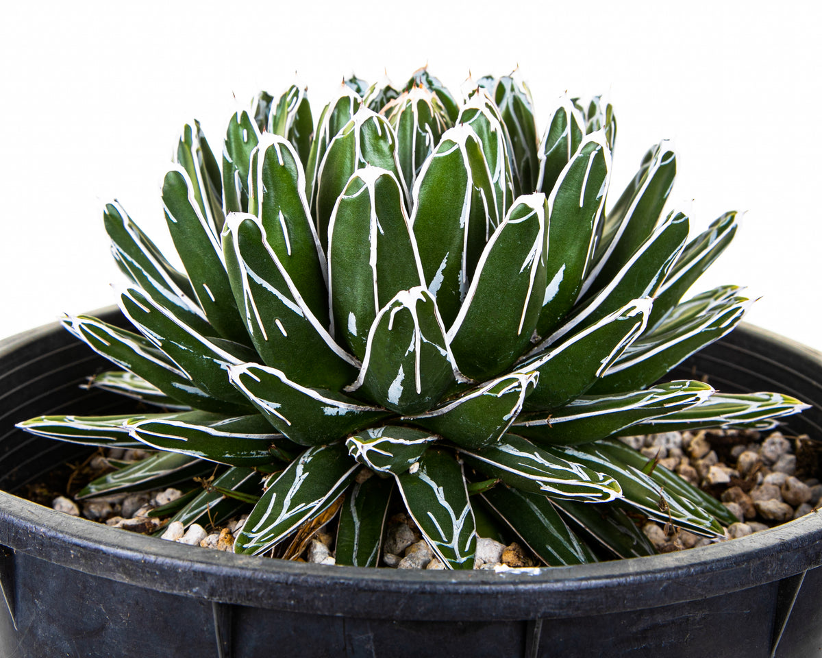 Queen Victoria Agave Century Plant For Sale Online in a 5gal Cactus Nursery Container